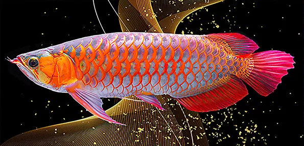 Product image - ปลามังกร 3