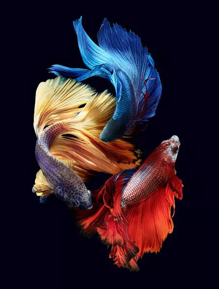 Product image - ปลากัด 3 สี