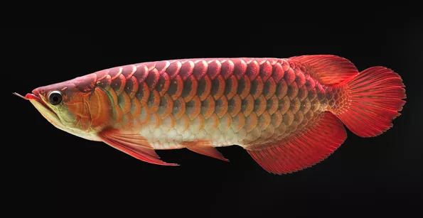 Product image - ปลามังกร 2