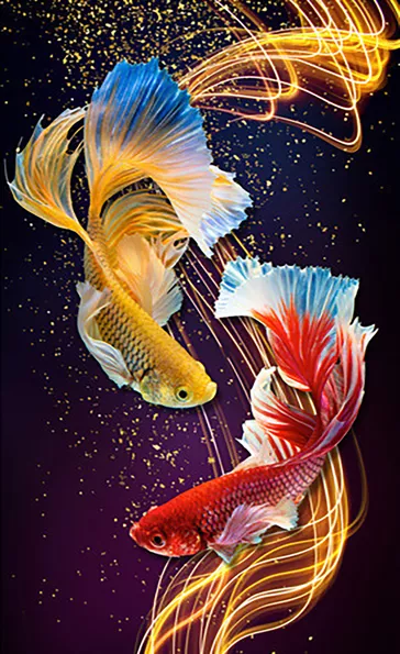 Product image - ปลากัดคู่ (เหลือง แดง ดำ)