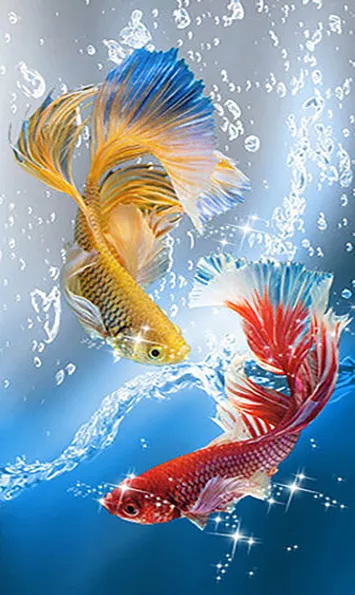 Product image - ปลากัดคู่ (เหลือง แดง ฟ้า)