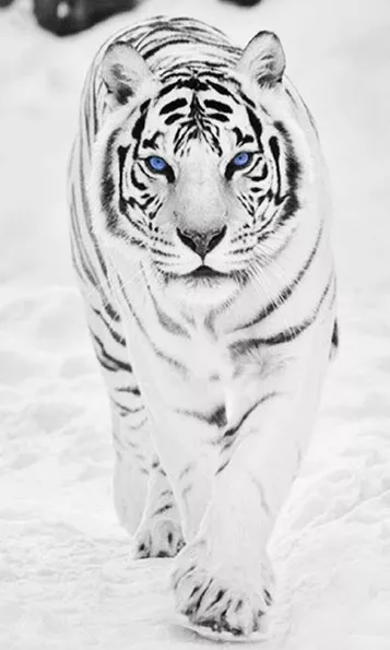 Product image - เสือขาวเดิน