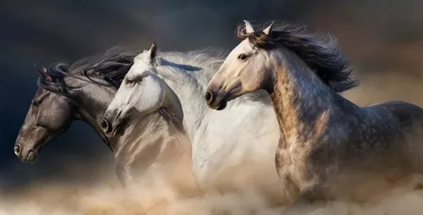 Product image - ม้า 3 สหาย