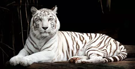 Product image - เสือขาวนอน