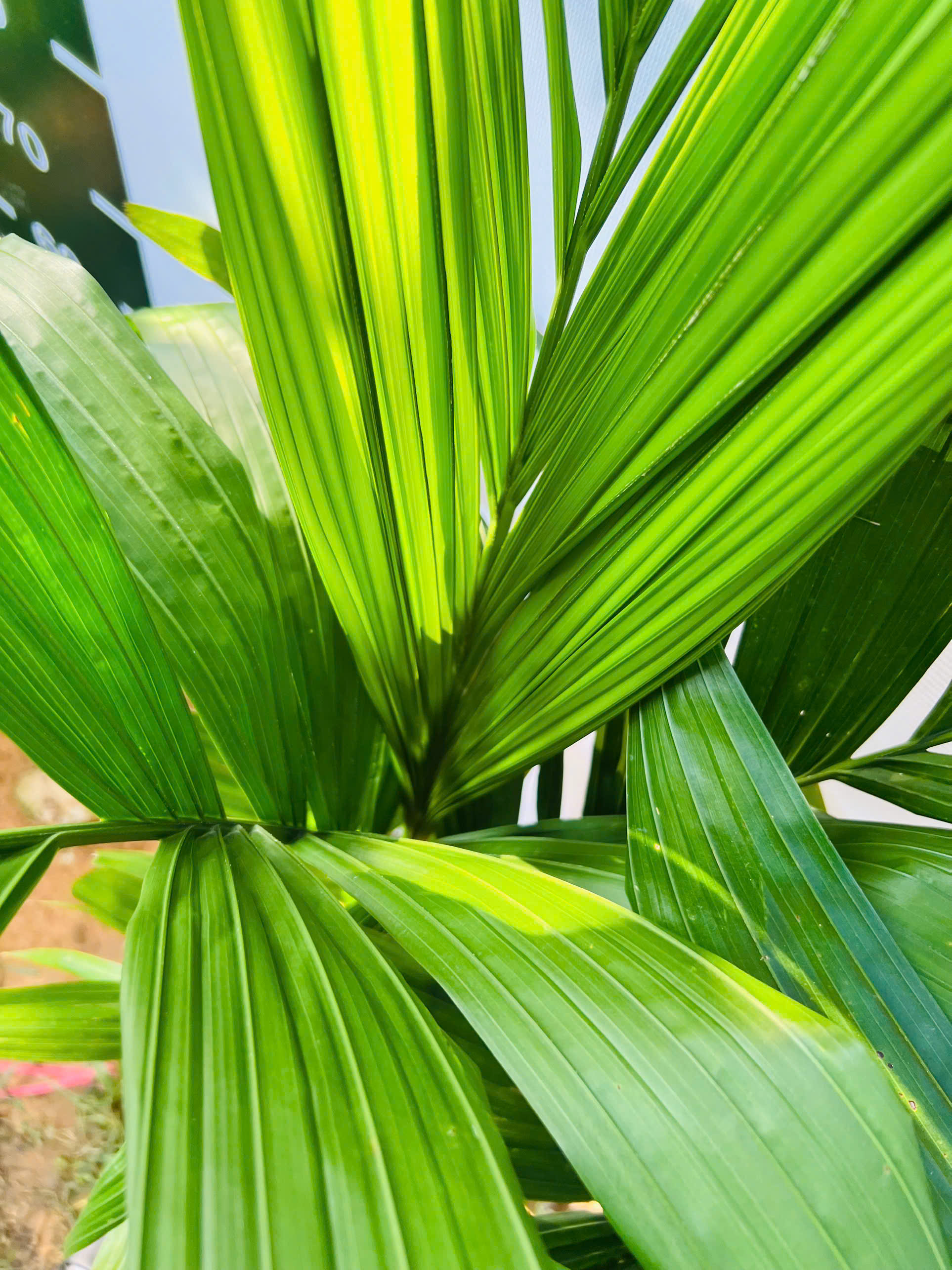 Cau tứ quý cao 70-80cm PT70 CALATA_thumbnail_3