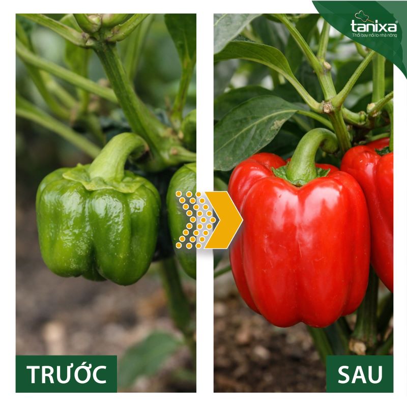 Bộ chuyên to trái - Đẹp trái Tanixa_thumbnail_7
