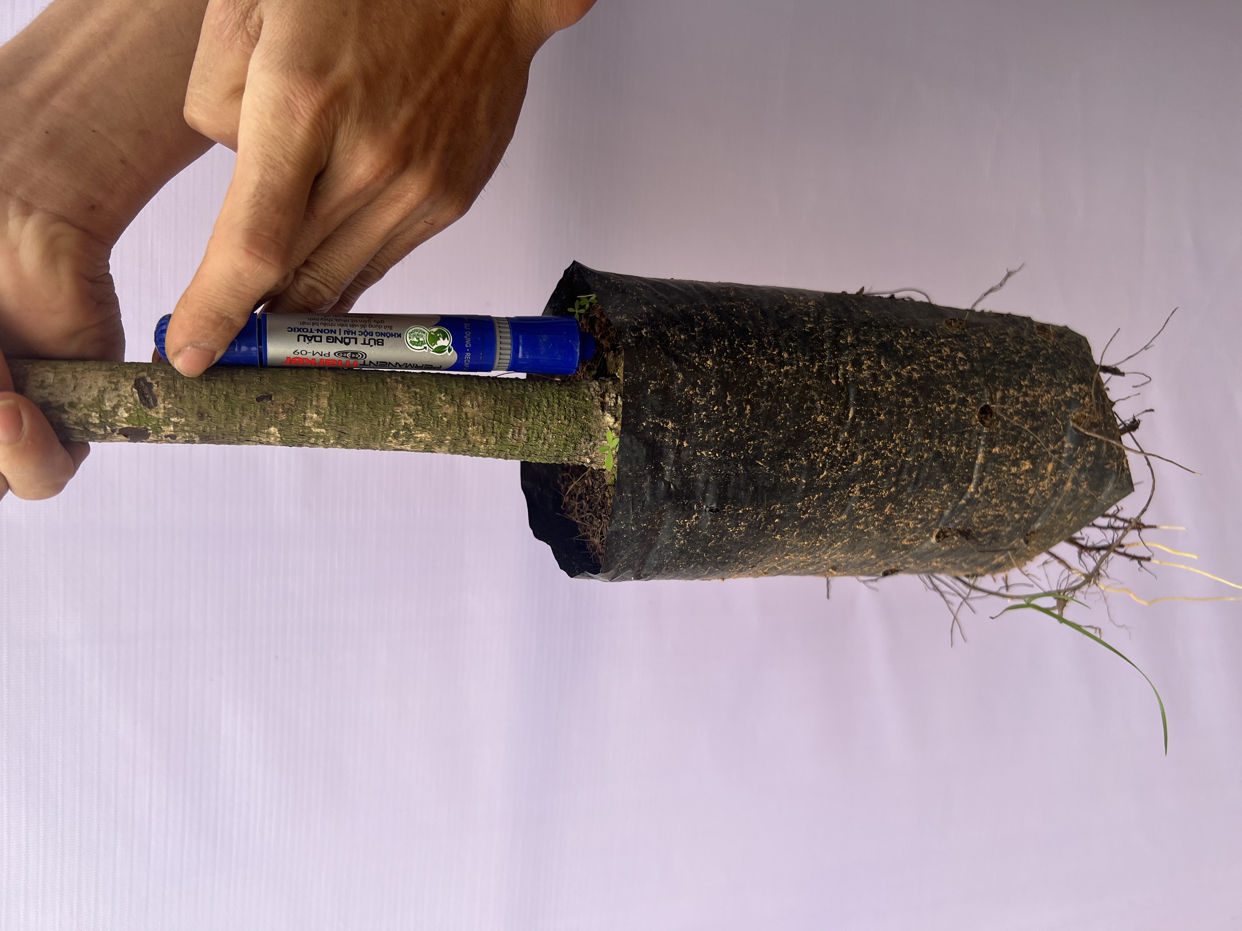 Xoài cát Hoà Lộc cao 55-70cm PT48 CALATA_thumbnail_9