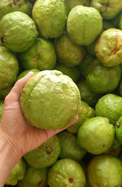 Ổi size to 