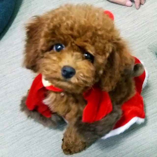 Yếm váy noel cho chó mèo cún miu siêu kute 