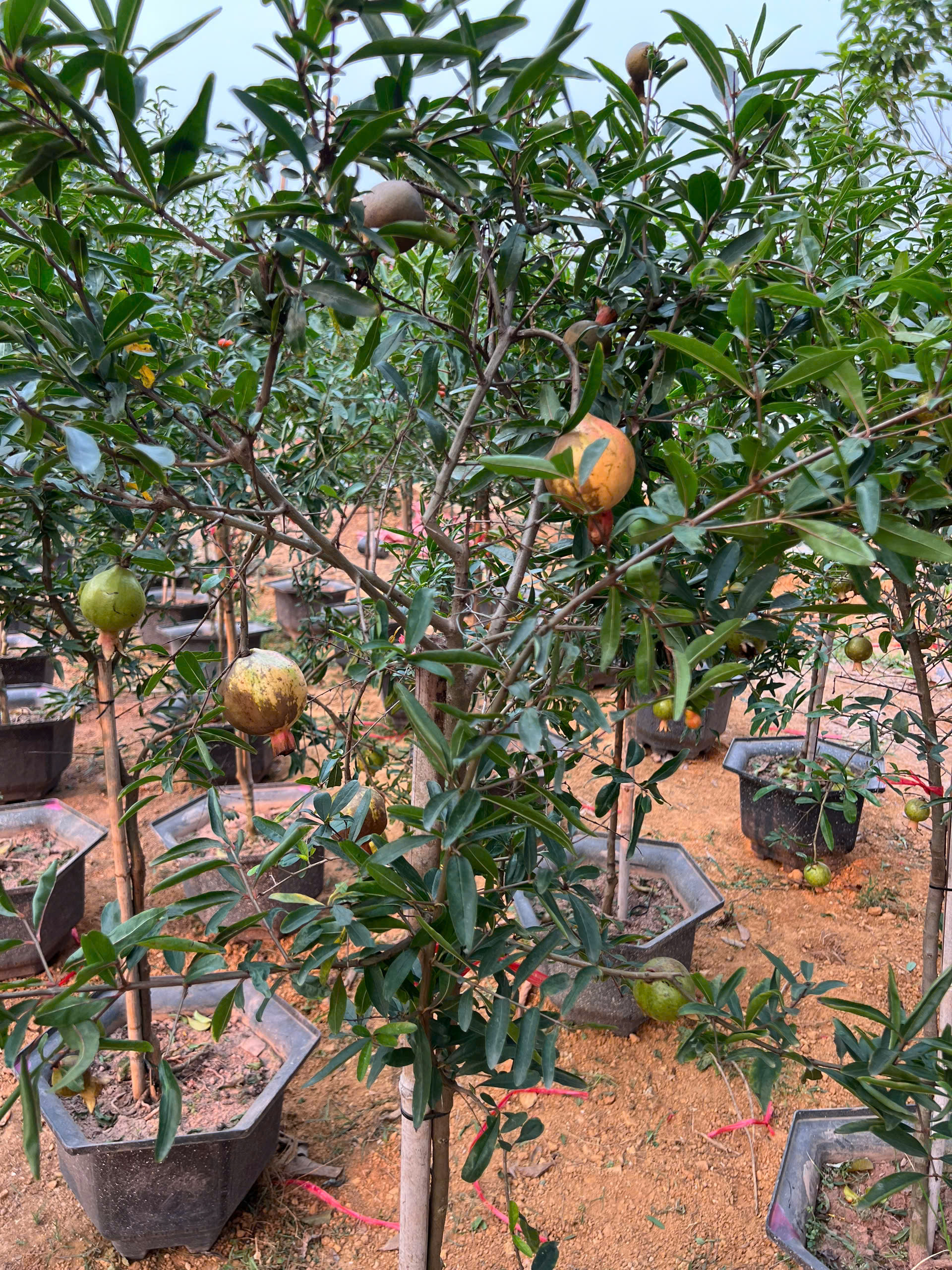 Lựu cao 2-2.2m PT170 CALATA_thumbnail_2