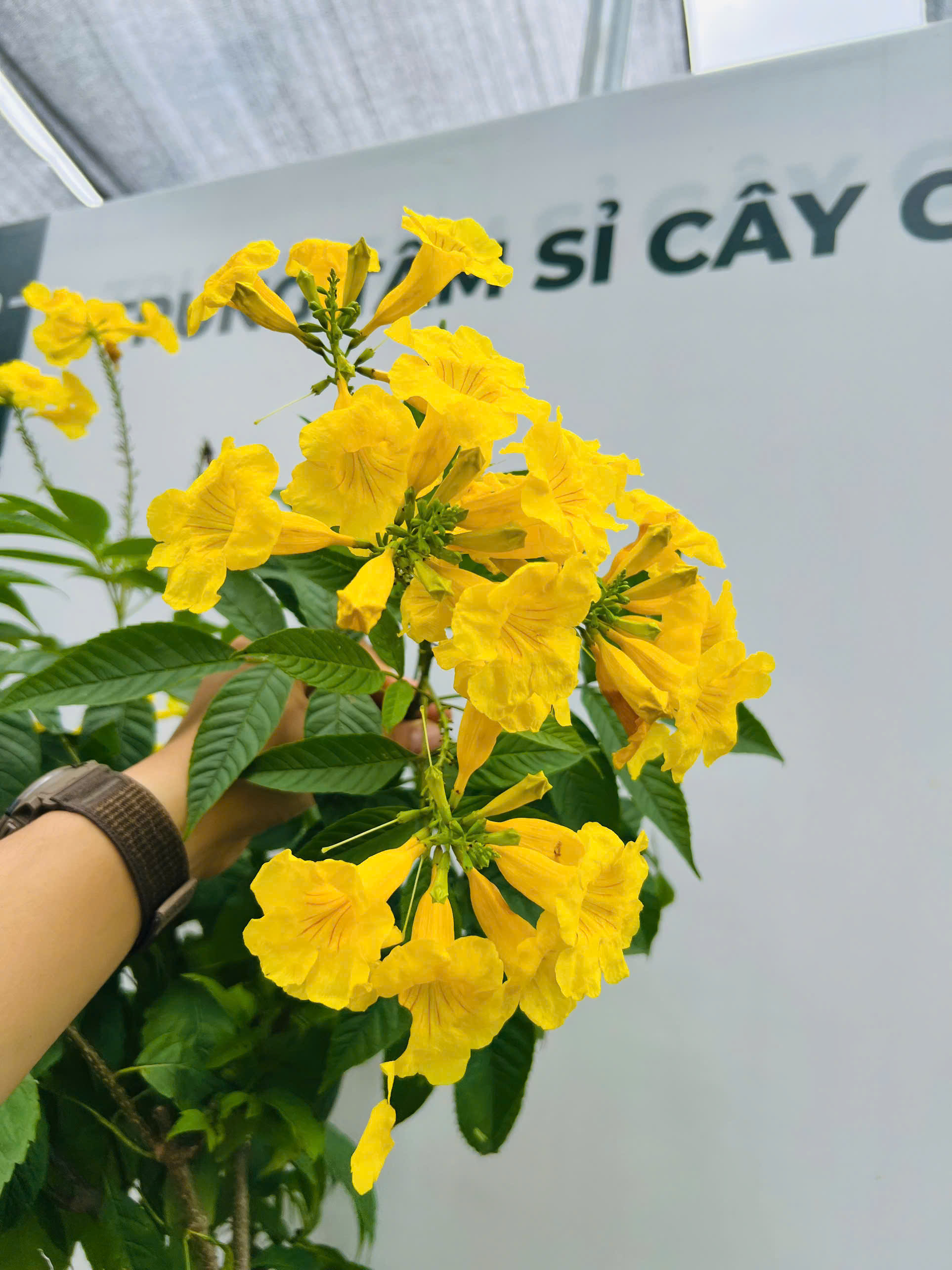 [THANH LÝ] Chuông vàng cao 1.6-1.8m PT212 CALATA_thumbnail_2