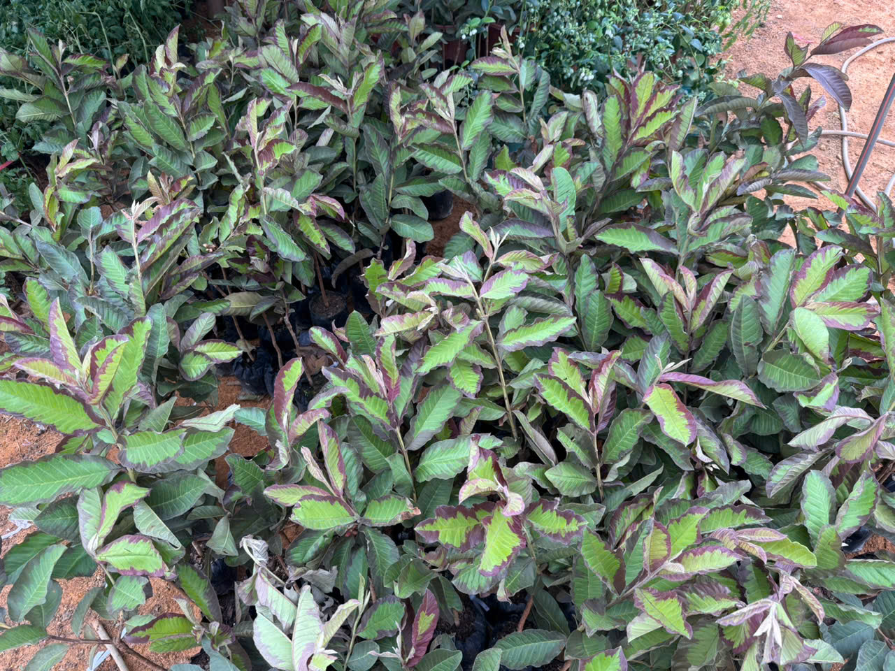Ổi kim cương loang lổ cây 30-40cm_thumbnail_1