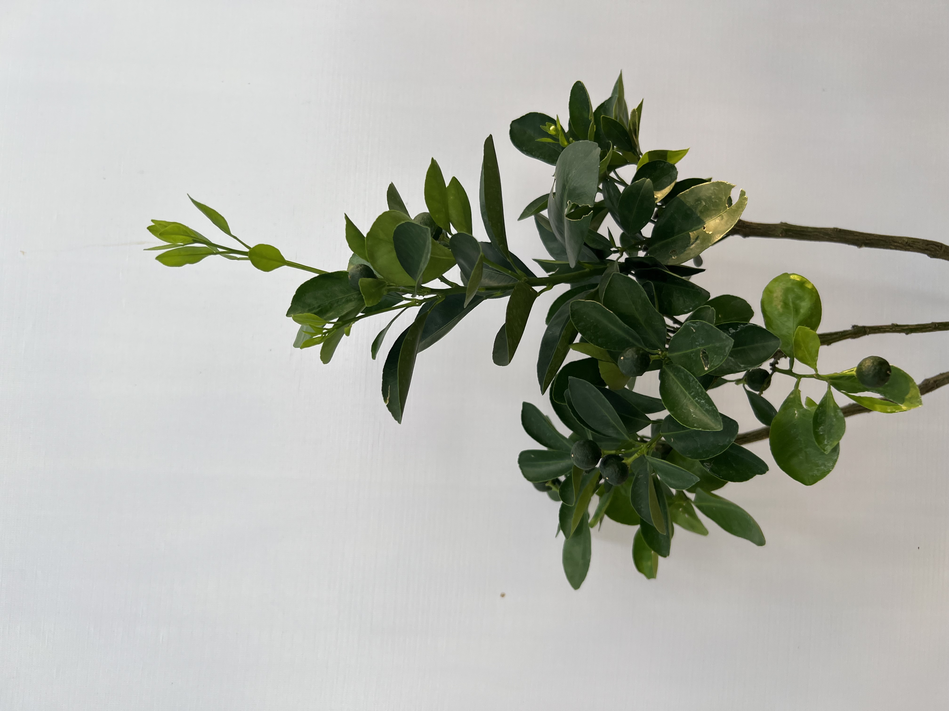 Tắc bánh xe cao 35-40cm PT40 CALATA_thumbnail_2