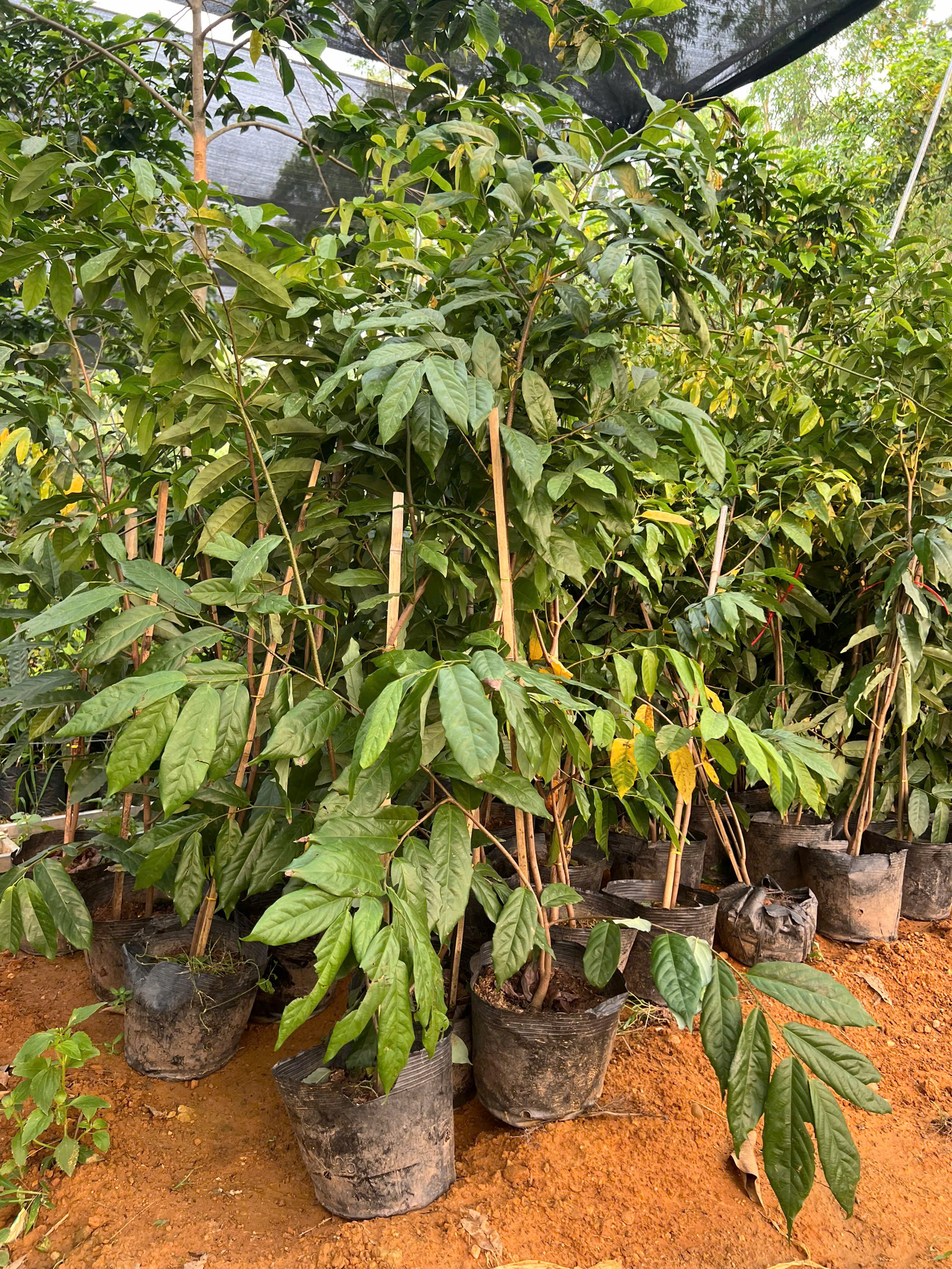 Hoa dẻ cao 1.3-1.5m PT163 CALATA_thumbnail_1