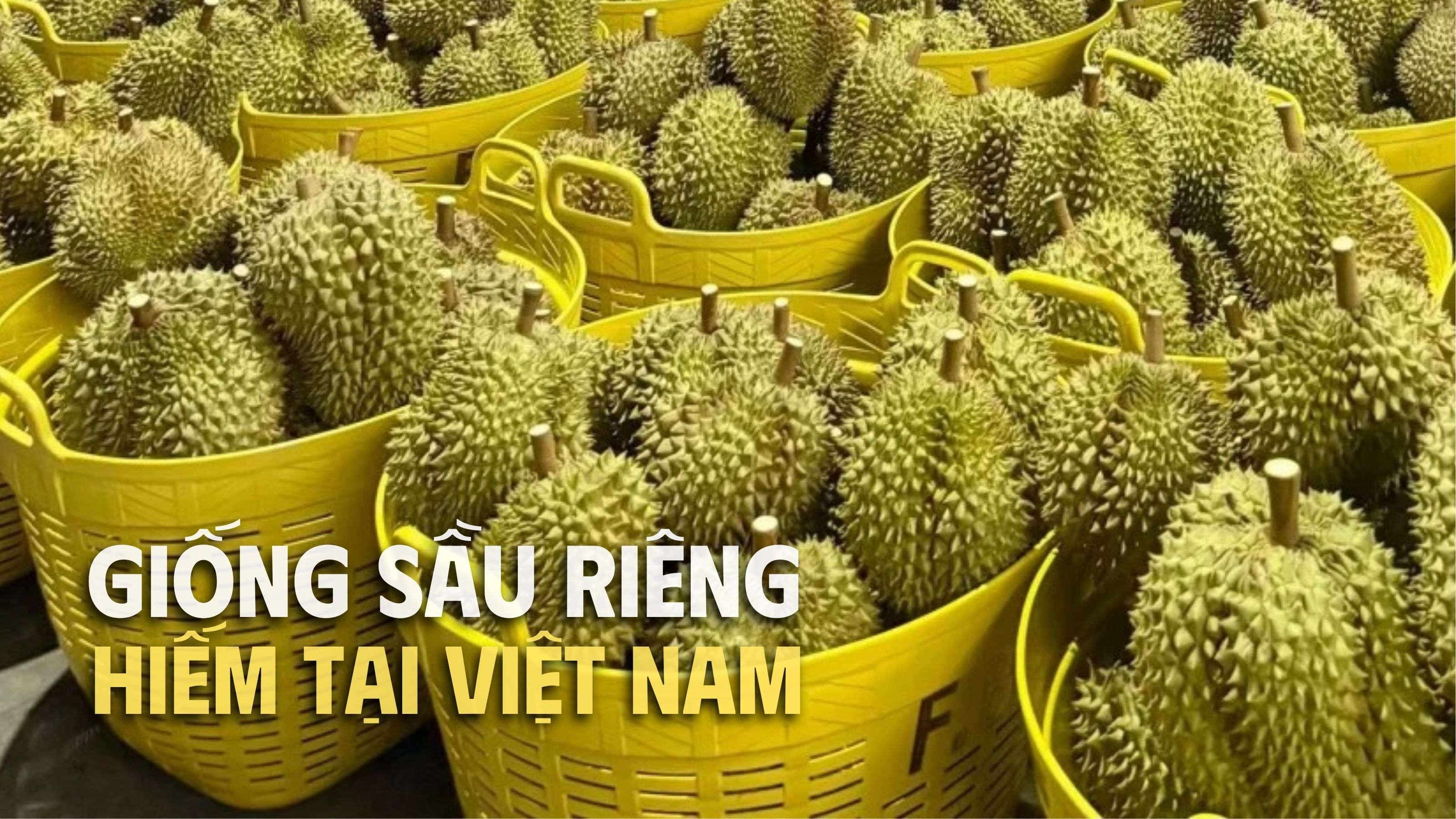 sầu riêng óc khỉ