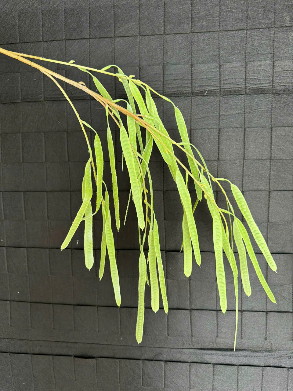 RỦ ĐỖ QUYÊN