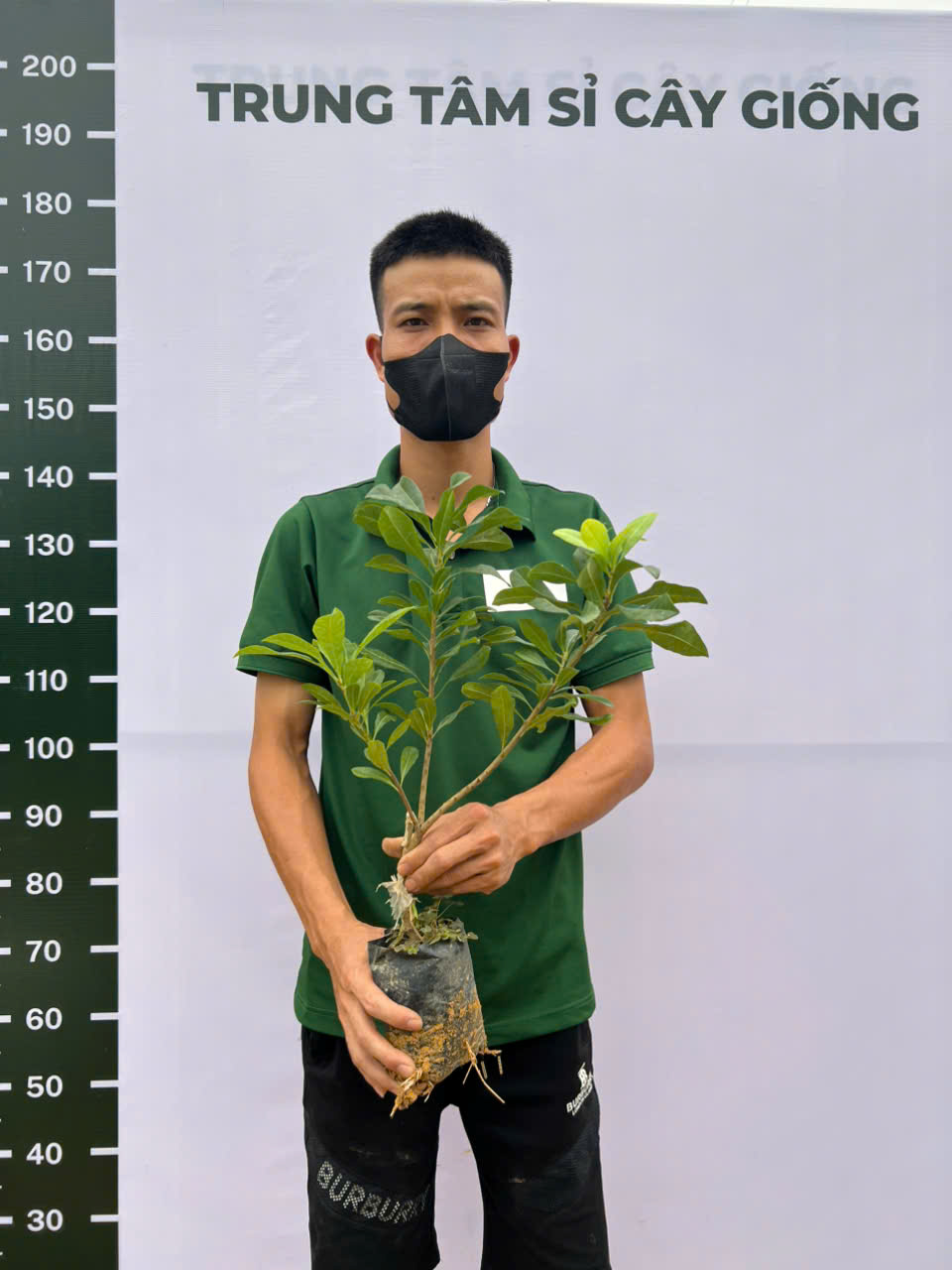 Thanh mai cao 50-60cm PT99 CALATA_thumbnail_2