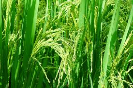 Phun 1 lần là thấy hiệu quả_0