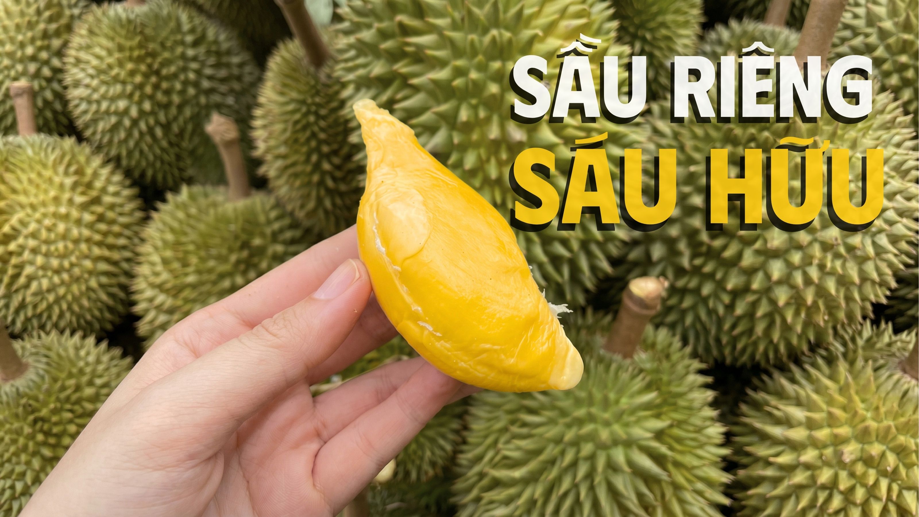 sầu riêng 6 hữu