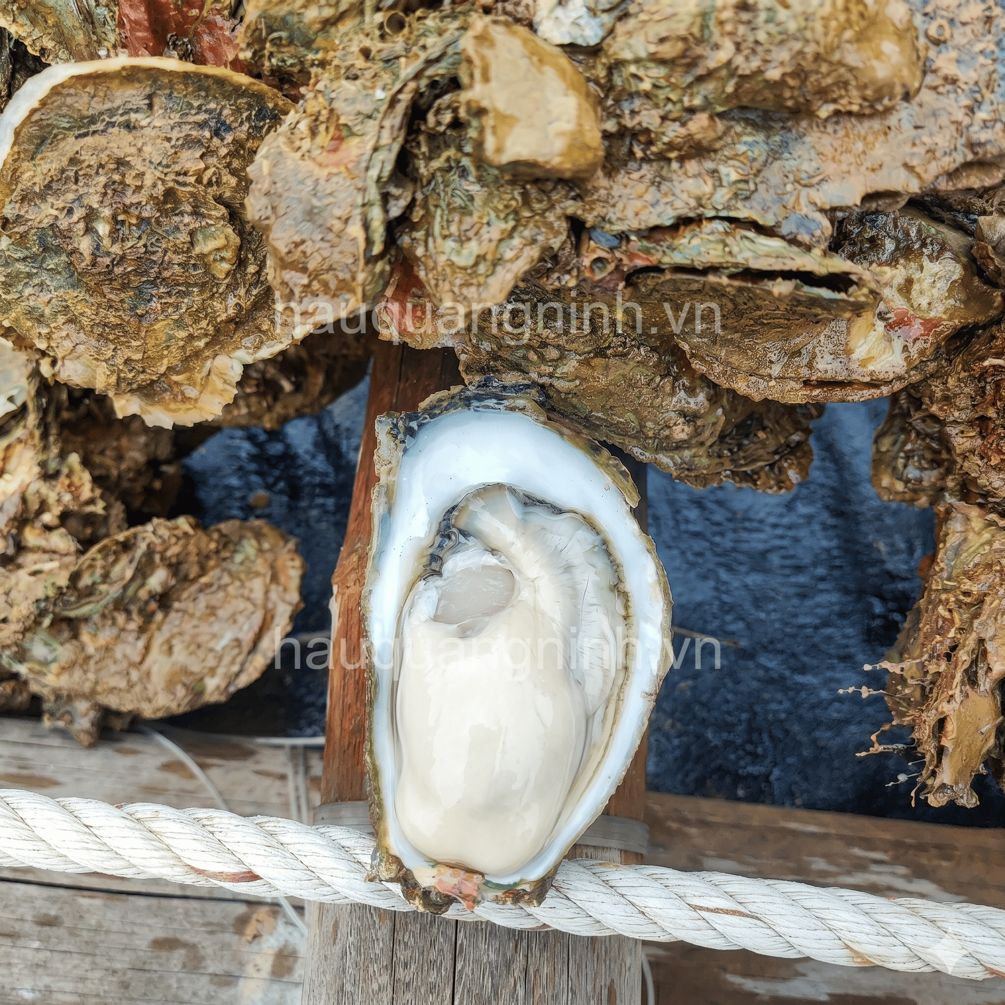 Hàu Đại Dương - Xốp 70kg_thumbnail_3