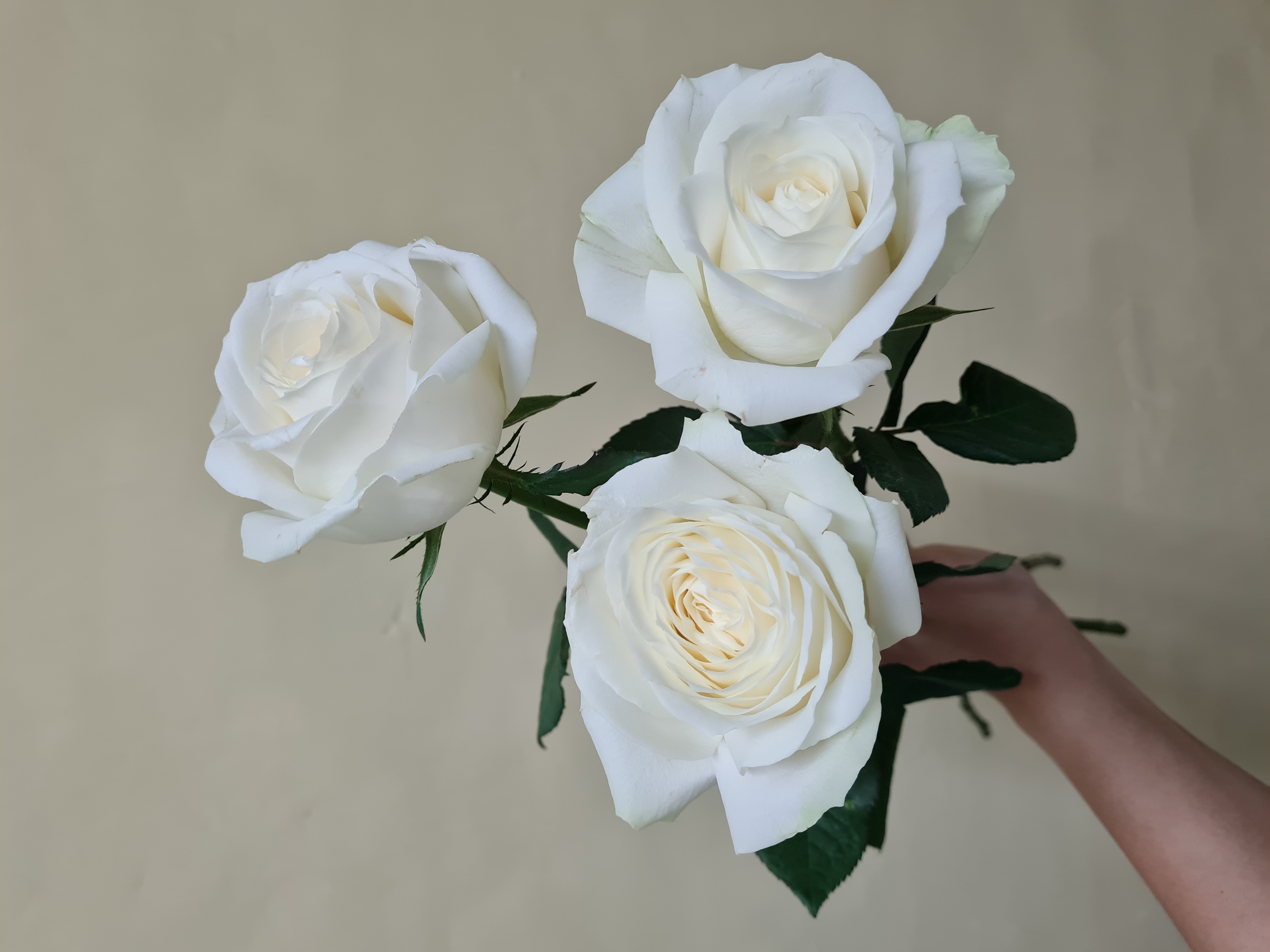 White Roses (Hồng Trắng)_10