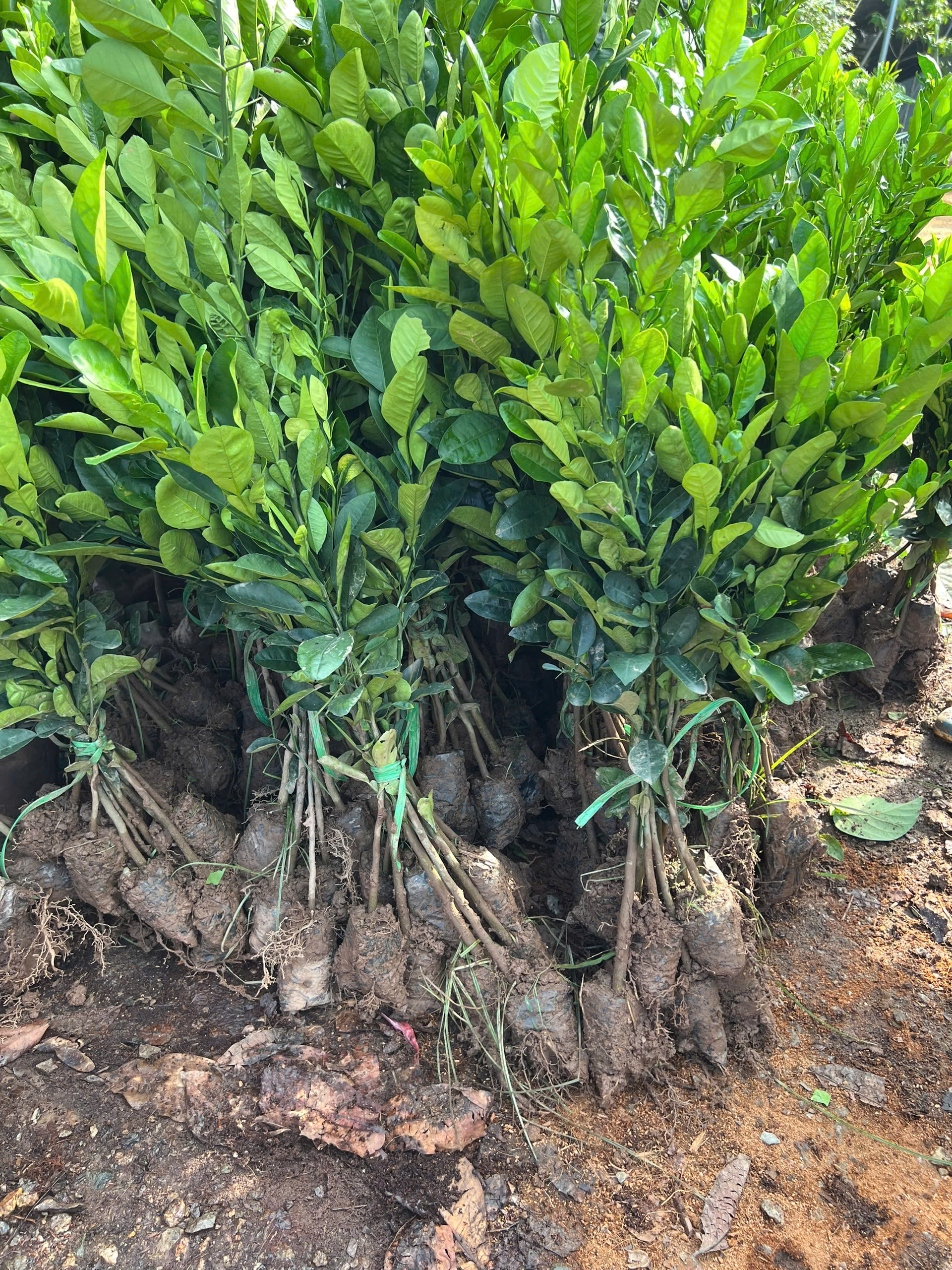 Bưởi cao 50-80cm PT269 CALATA