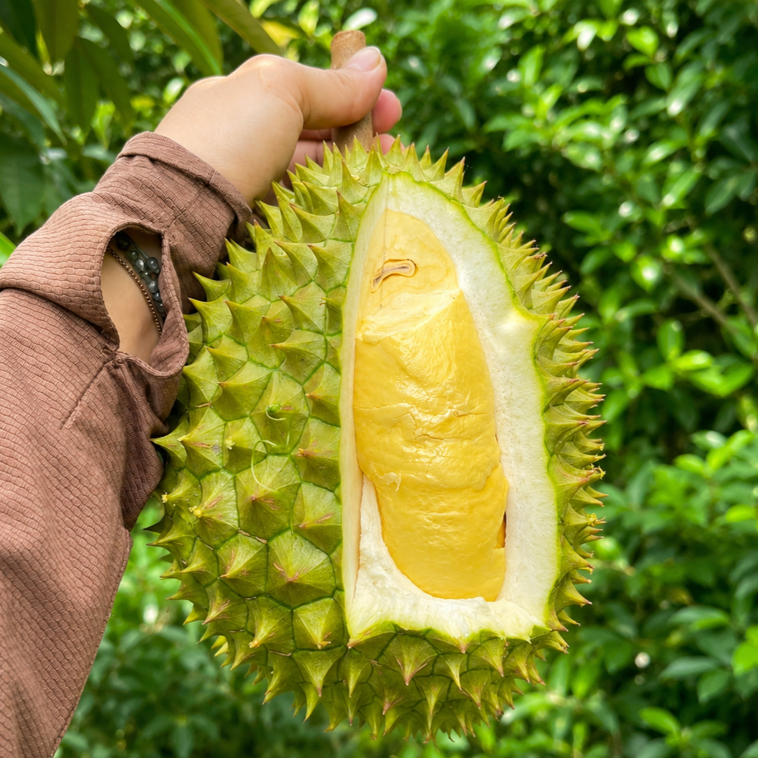 Sầu Riêng Ri6_thumbnail_0