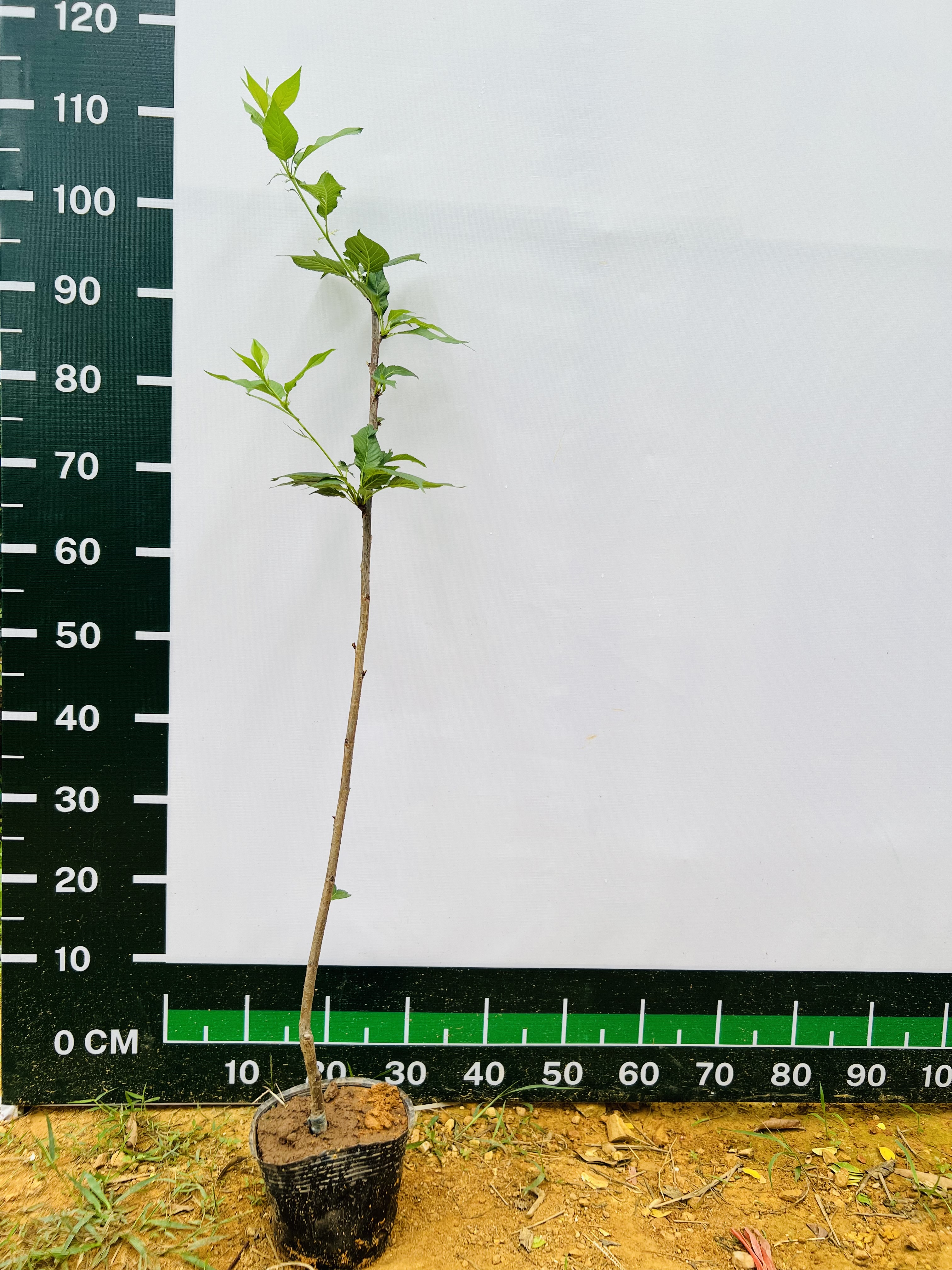 Hoa anh đào cao 1-1.2m PT175 CALATA