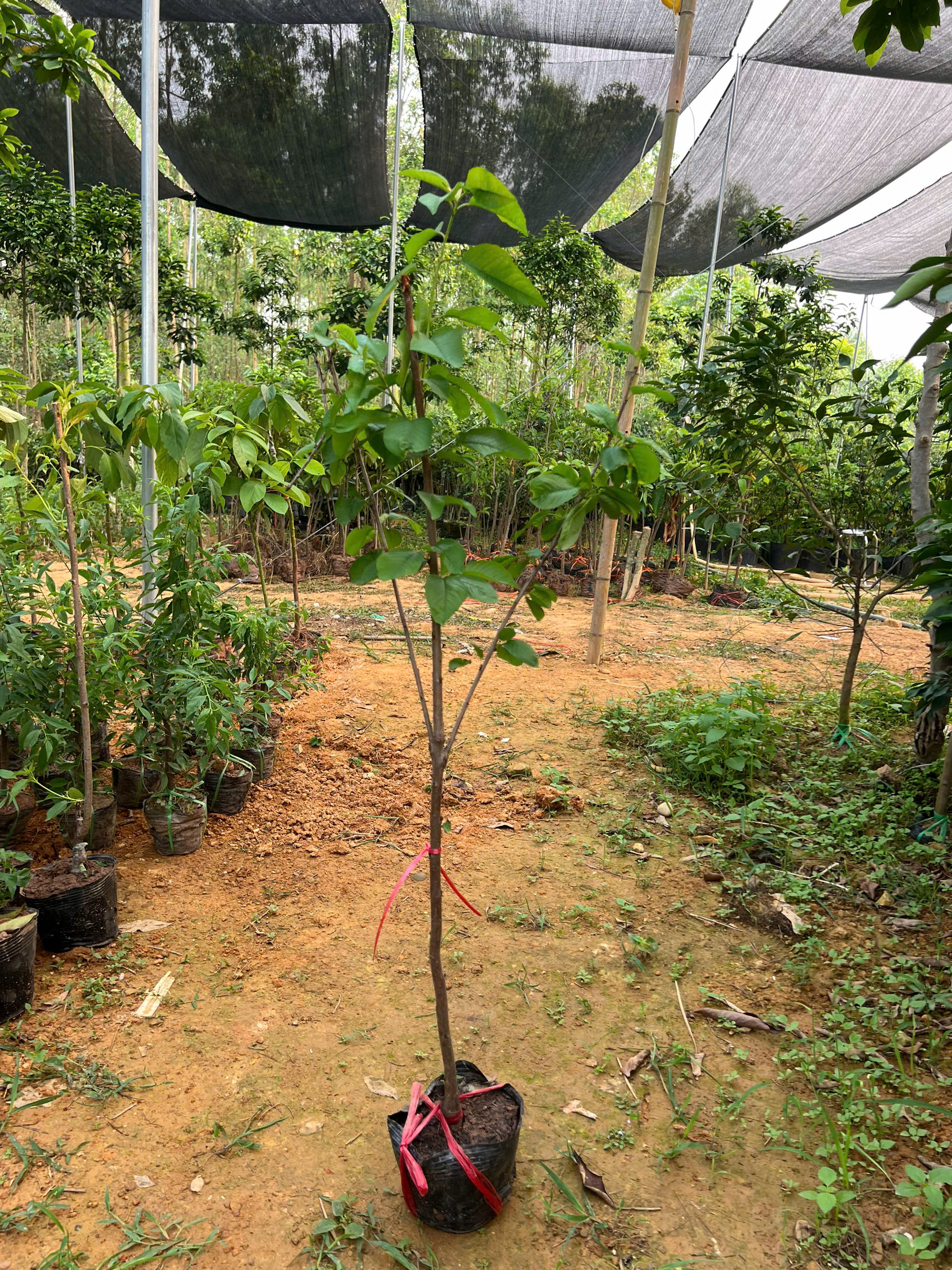 Cherry anh đào cao 1-1.2m PT176 CALATA_thumbnail_7