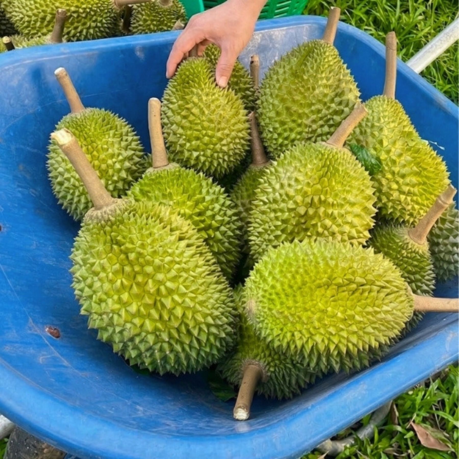 Trái - Sầu riêng Musang King - Khui sầu_thumbnail_1