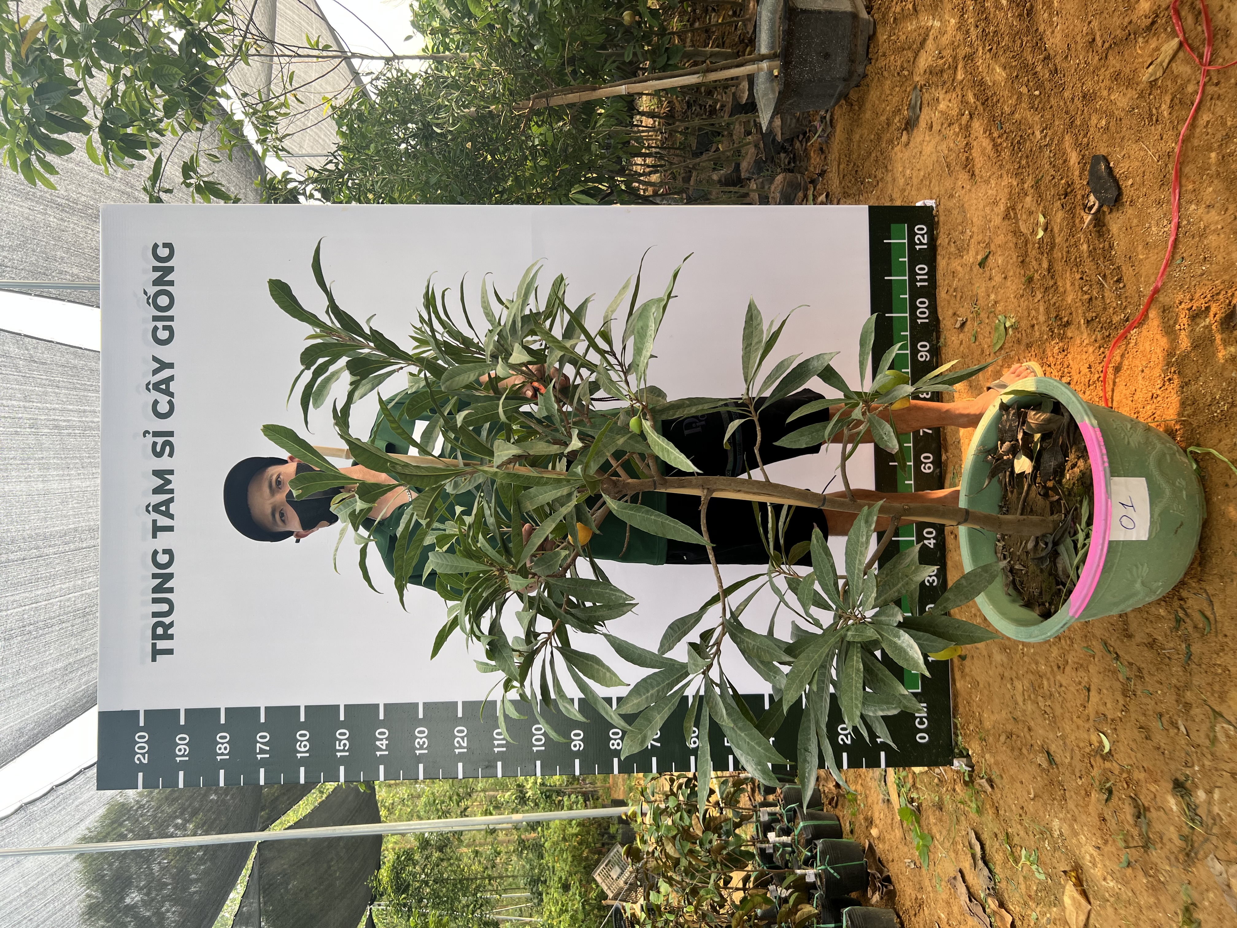 Trứng gà tứ quý cao 1.5-1.7m PT167 CALATA_thumbnail_1