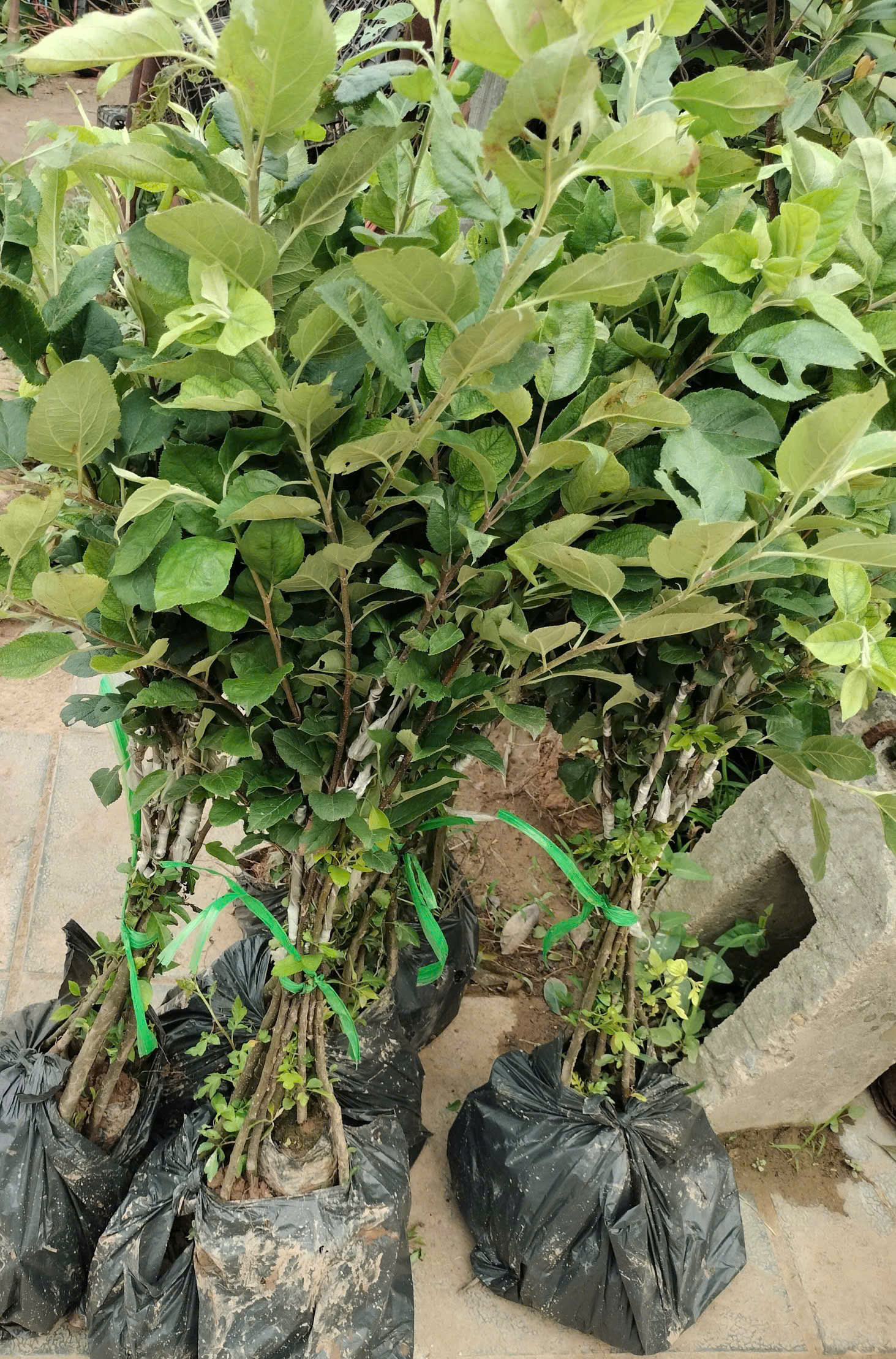 [THANH LÝ] Táo đỏ cao 50-70cm PT197 CALATA