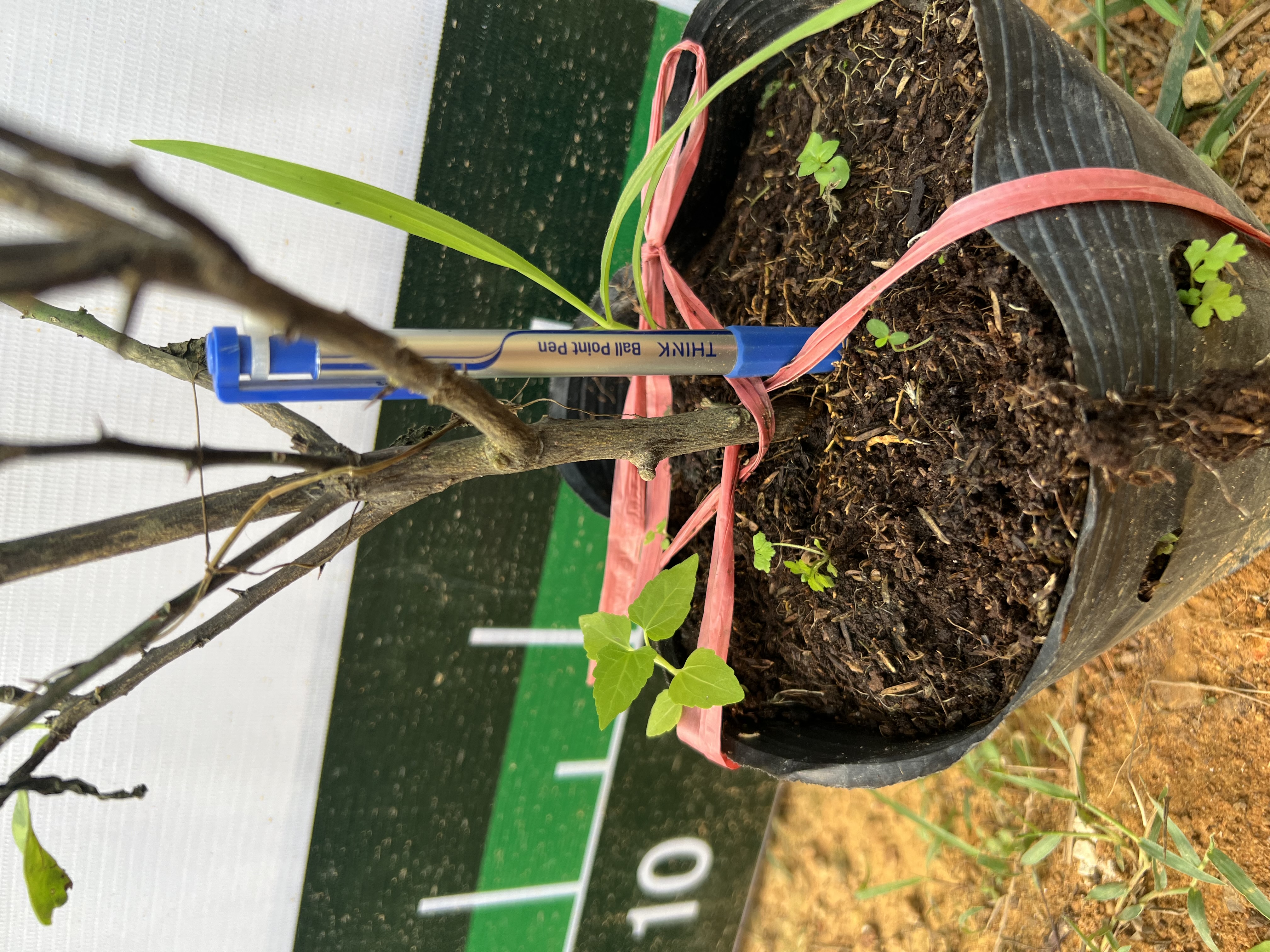 Chanh tứ quý cao 70-80cm PT20 CALATA_thumbnail_1