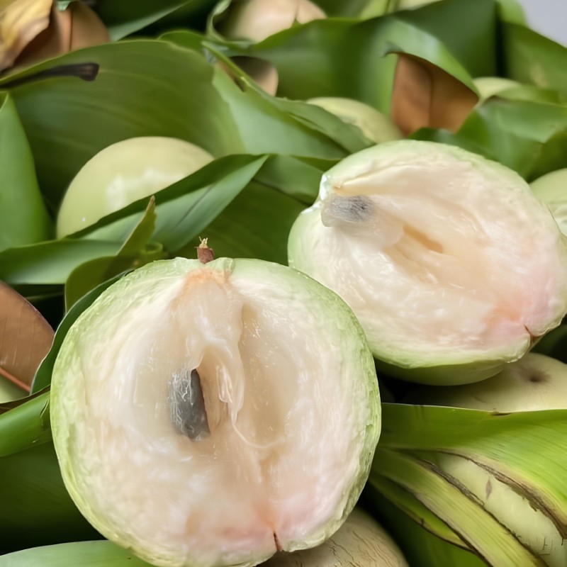 Vú Sữa_thumbnail_2