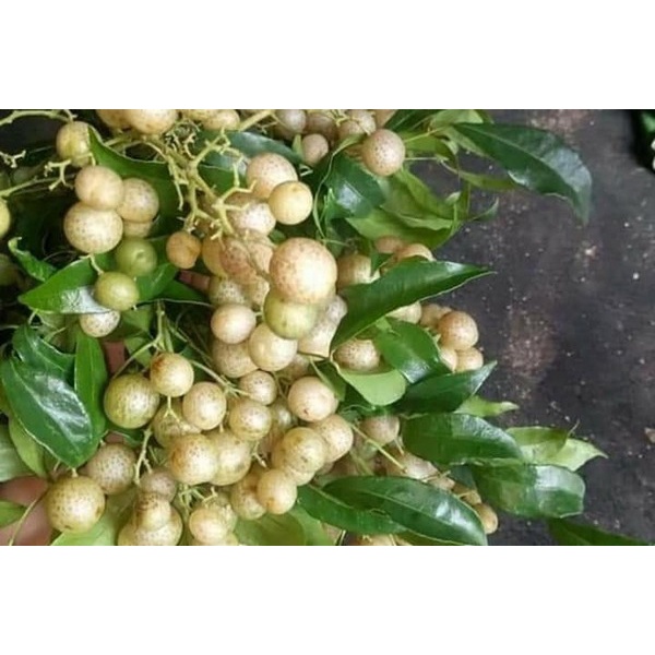 Quả Mắc Mật Tươi Ngâm - Đặc Sản Đông Bắc, Mác Mật, Móc Mật Lạng Sơn, Kho, Nướng Thịt, Cá, Vịt, Muối Măng Ớt_thumbnail_7