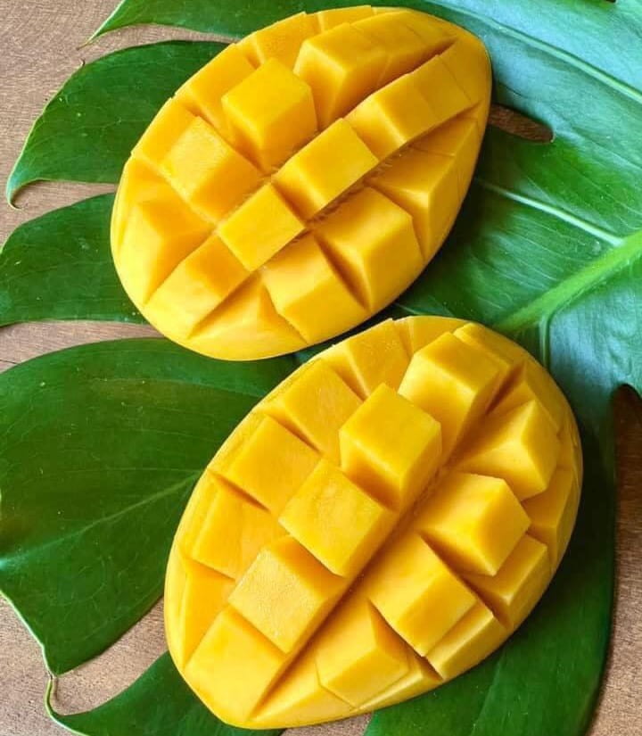 Xoài cát Hoà Lộc cao 55-70cm PT48 CALATA_thumbnail_11