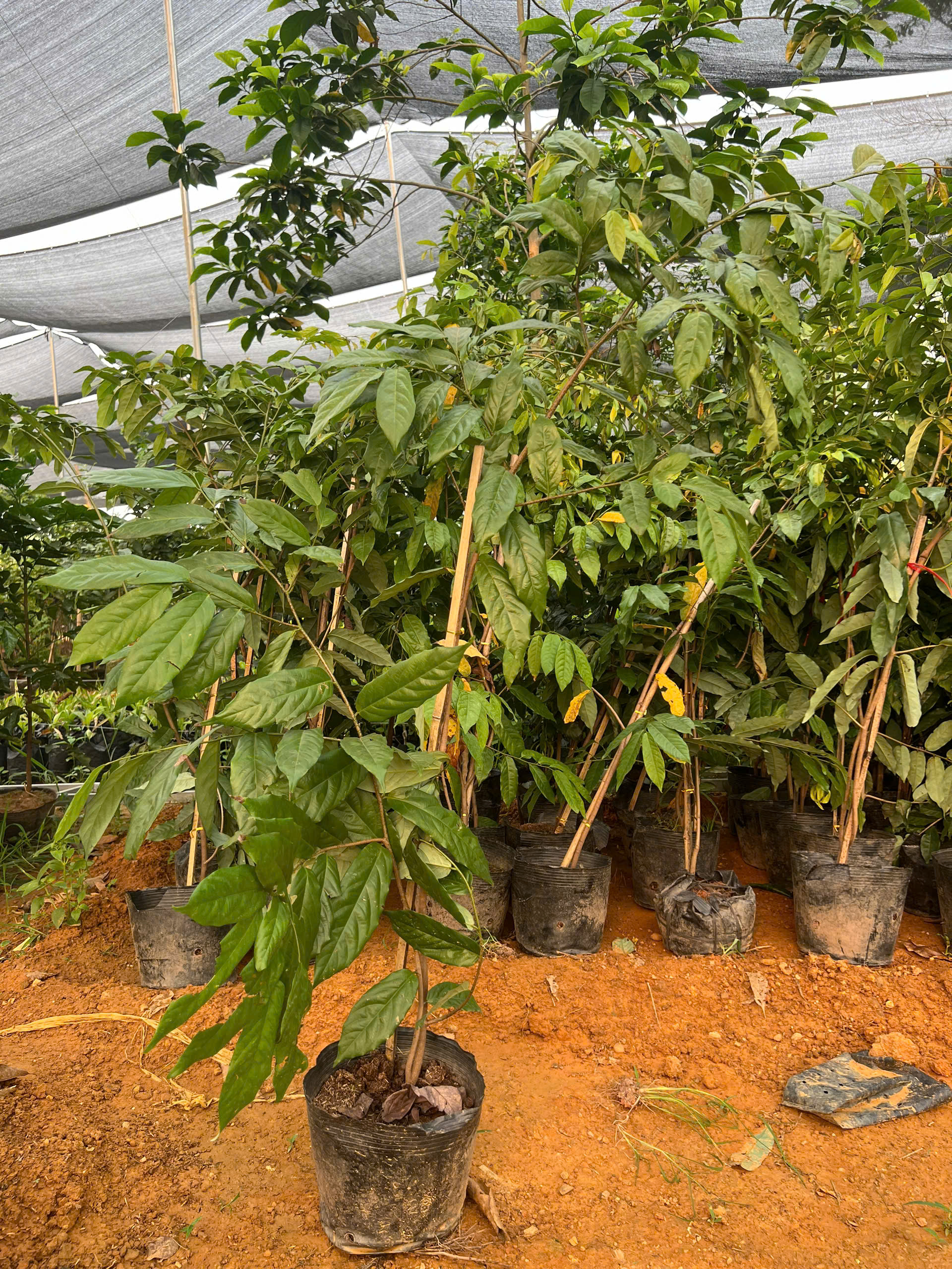 Hoa dẻ cao 1.3-1.5m PT163 CALATA