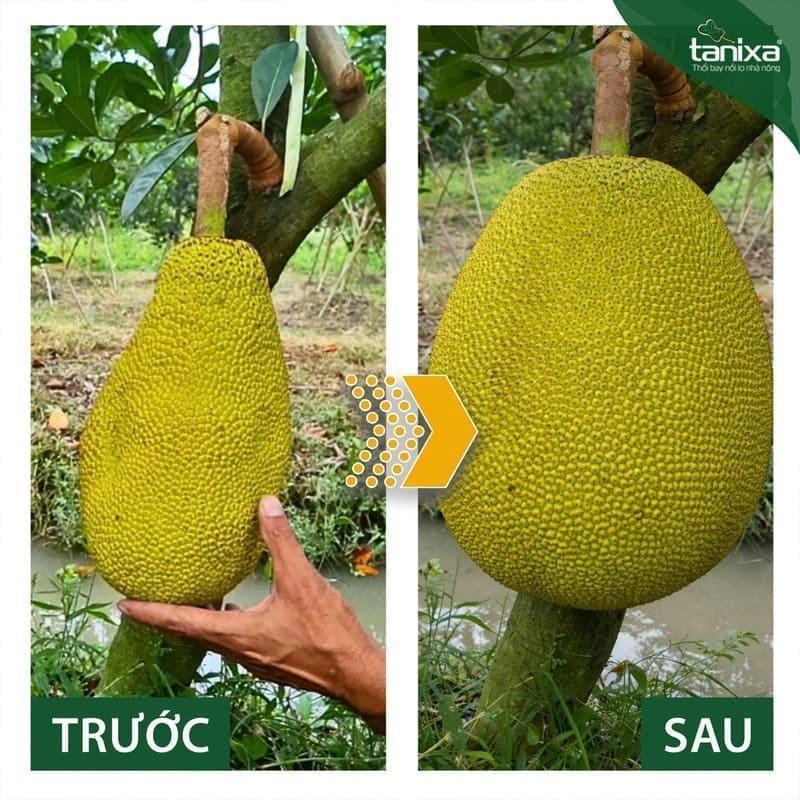 Bộ thúc trái - lên cơm Tanixa (nhỏ)_thumbnail_5