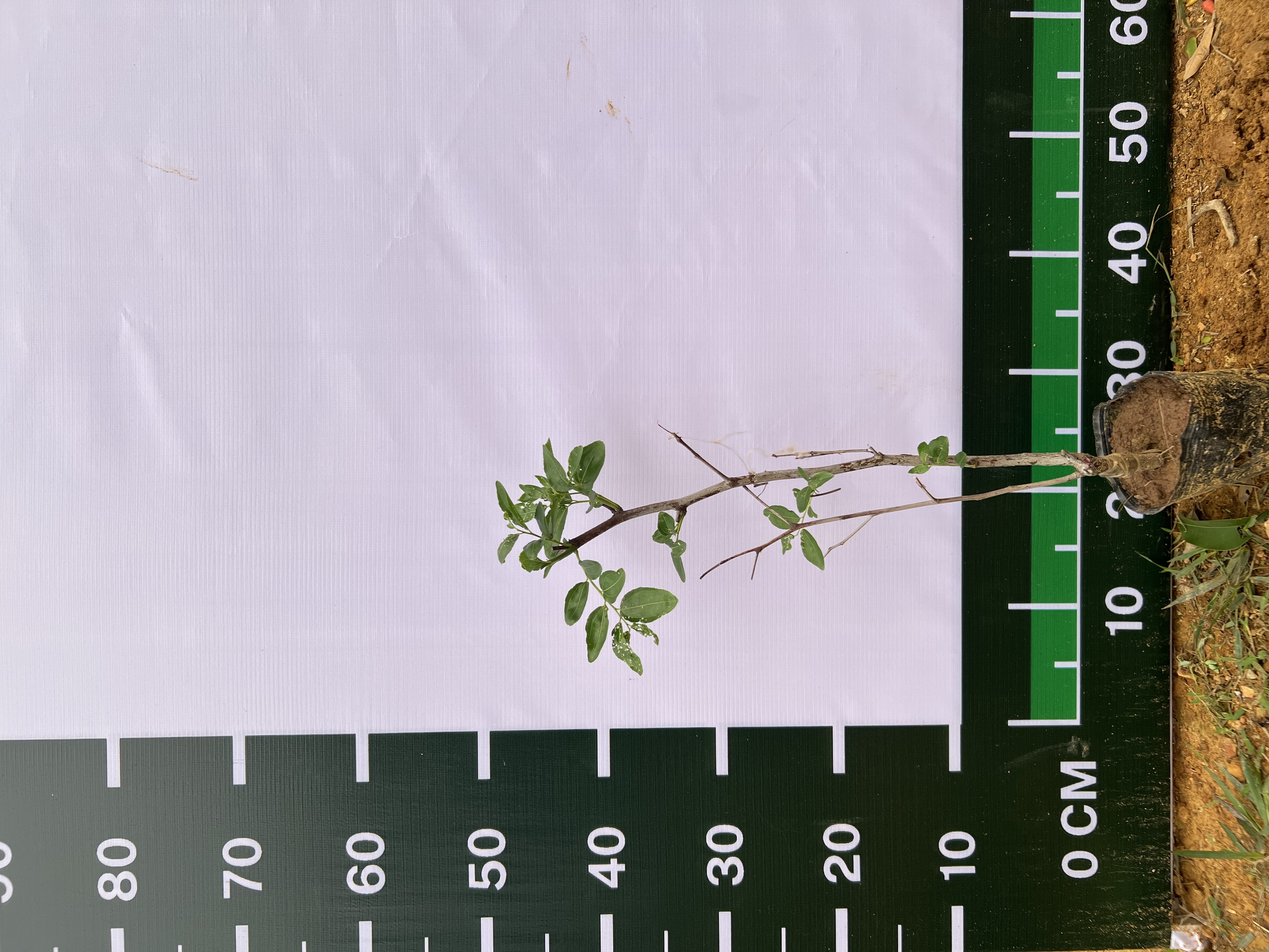 Hồng táo Dongzao cao 35-45cm PT81 CALATA