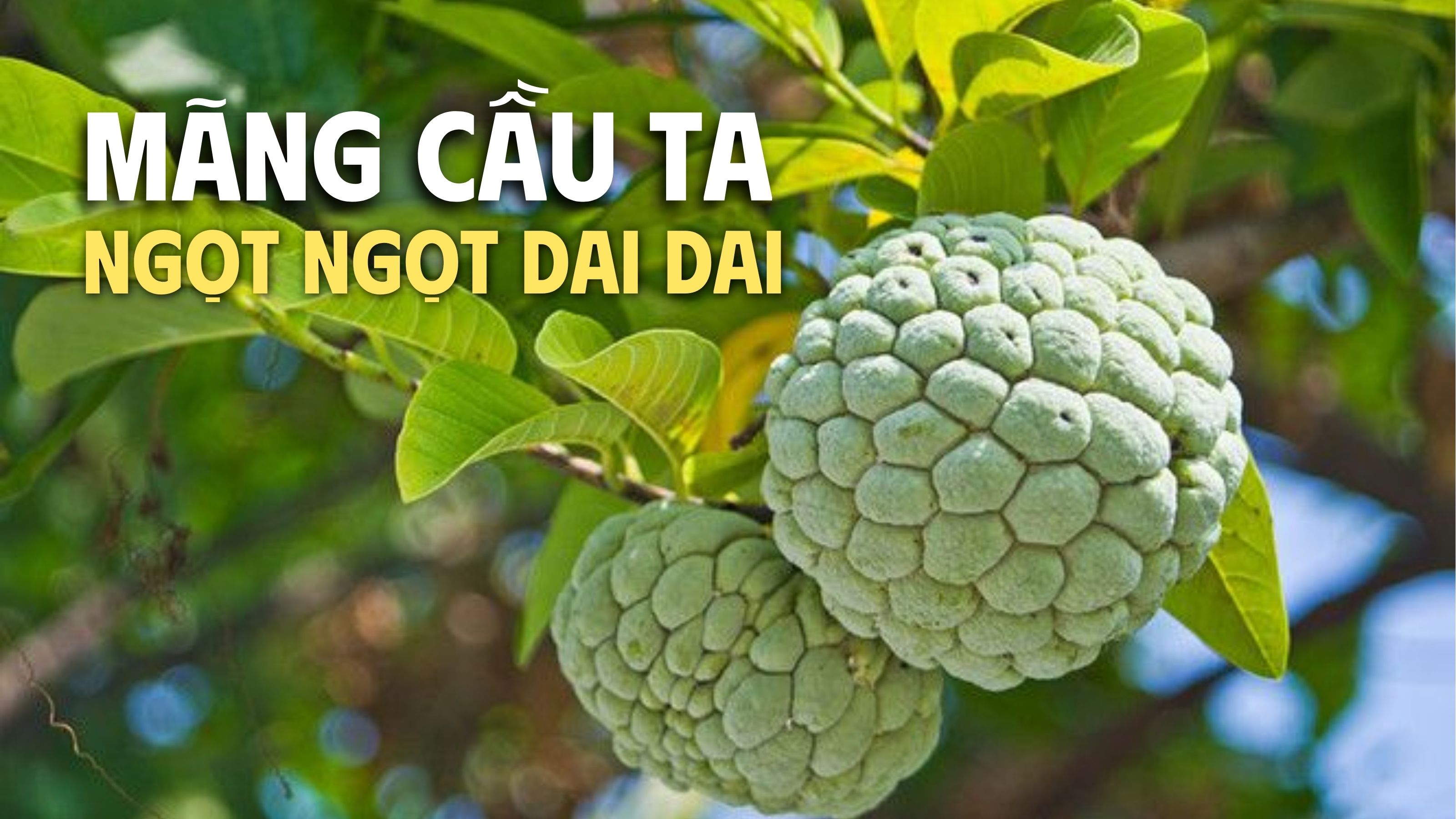 mua mãng cầu ta 
