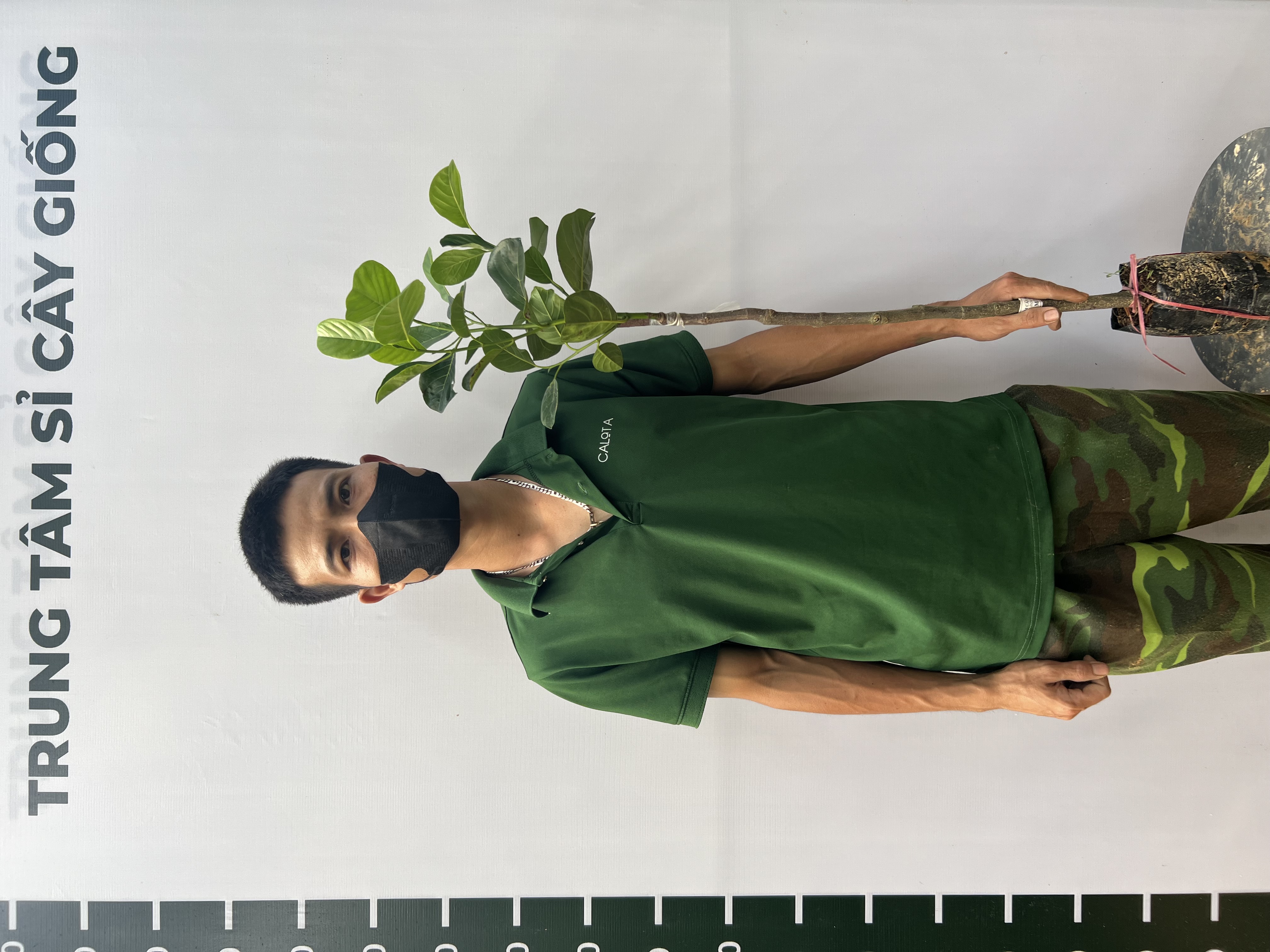 [SIÊU SALE] Mít Indo ruột đỏ sơ vàng cao 40-55cm PT38 CALATA_thumbnail_4