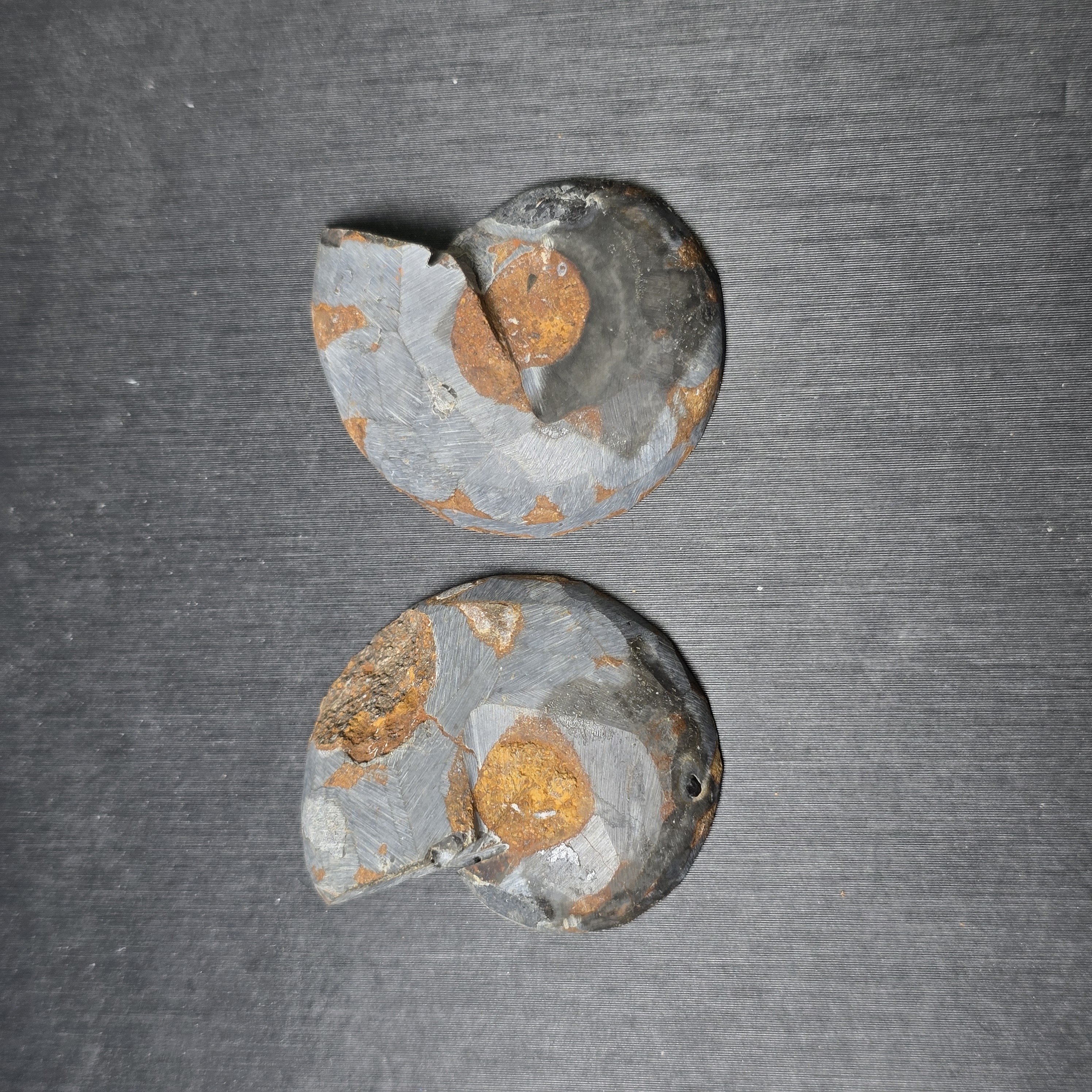Hóa thạch Cleoniceras (Ammonite) – Kỷ Phấn Trắng - 1 CON CHIA 2 NỬA_thumbnail_7