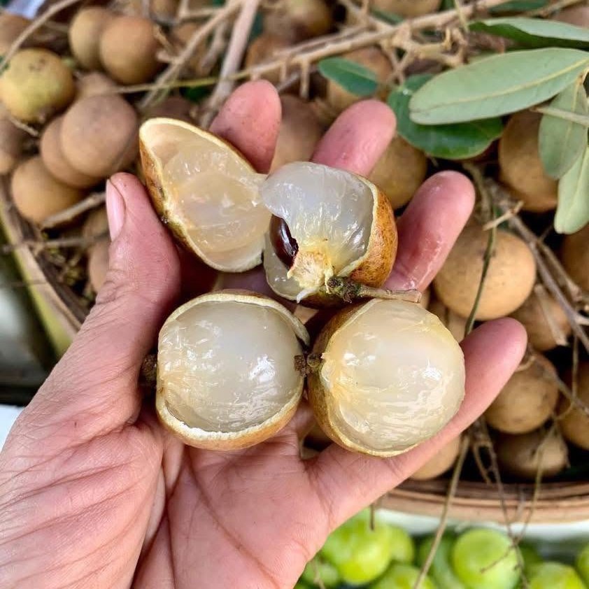 Nhãn Xuồng_thumbnail_0