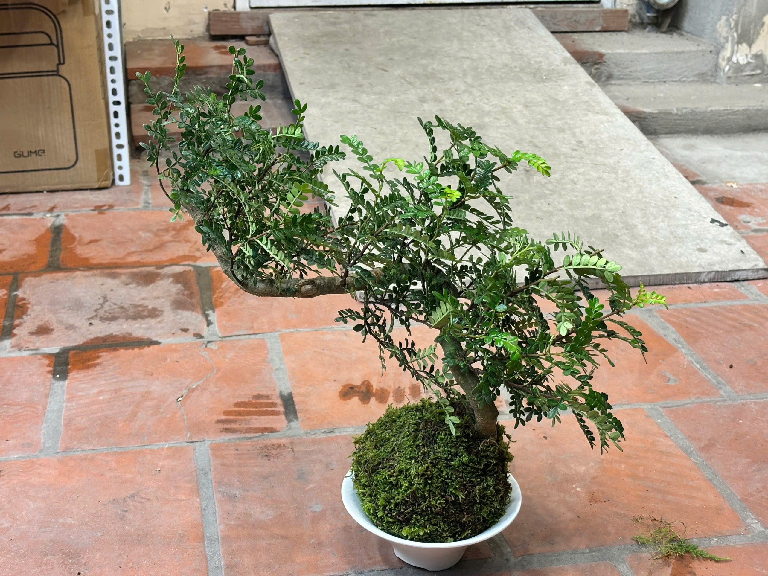 KOKEDAMA_thumbnail_3