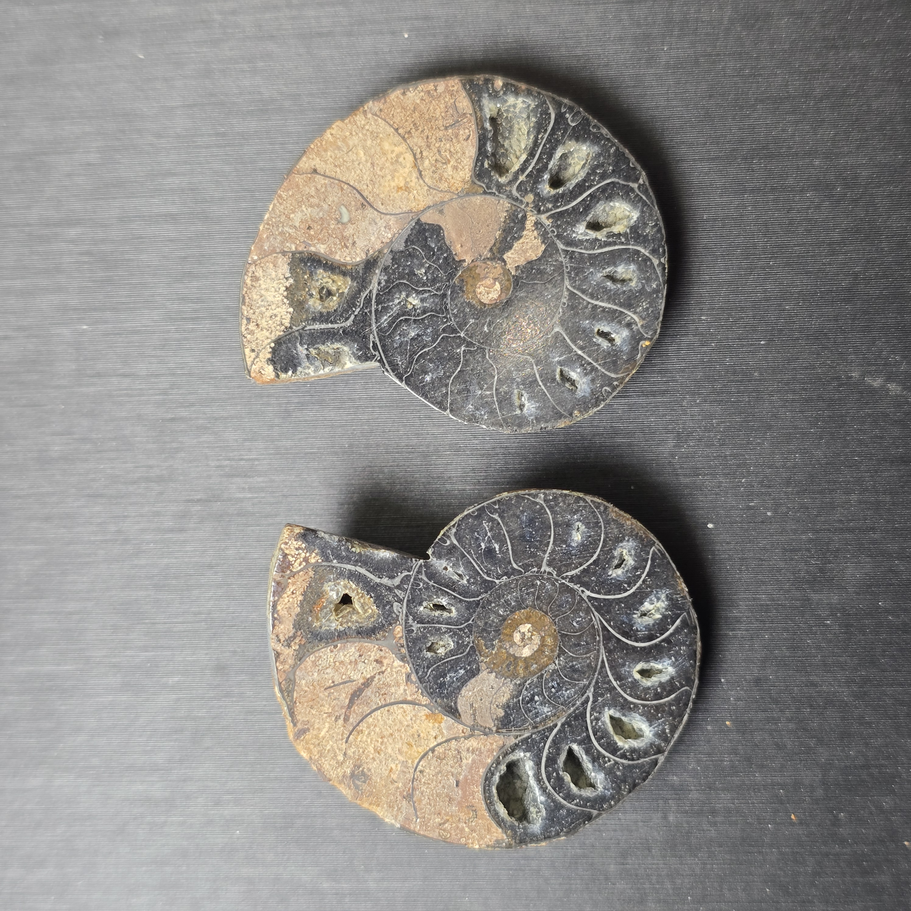 Hóa thạch Cleoniceras (Ammonite) – Kỷ Phấn Trắng - 1 CON CHIA 2 NỬA_thumbnail_5