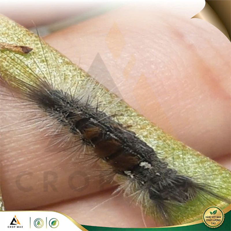 BLOCK BUG – Thuốc trừ sâu phổ rộng, diệt sâu nhanh, hiệu lực kéo dài_thumbnail_6