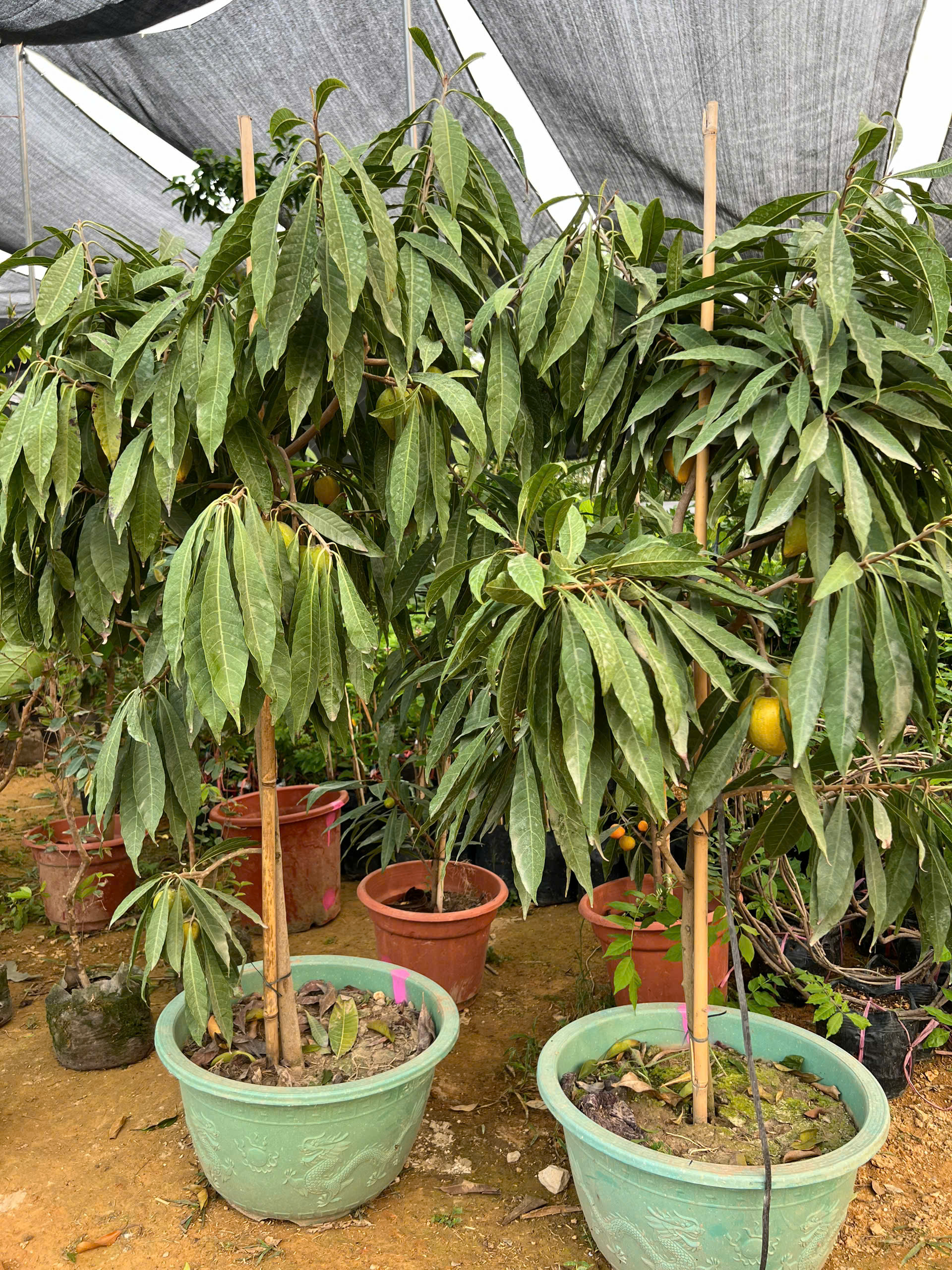 Trứng gà tứ quý cao 1.5-1.7m PT167 CALATA_thumbnail_2