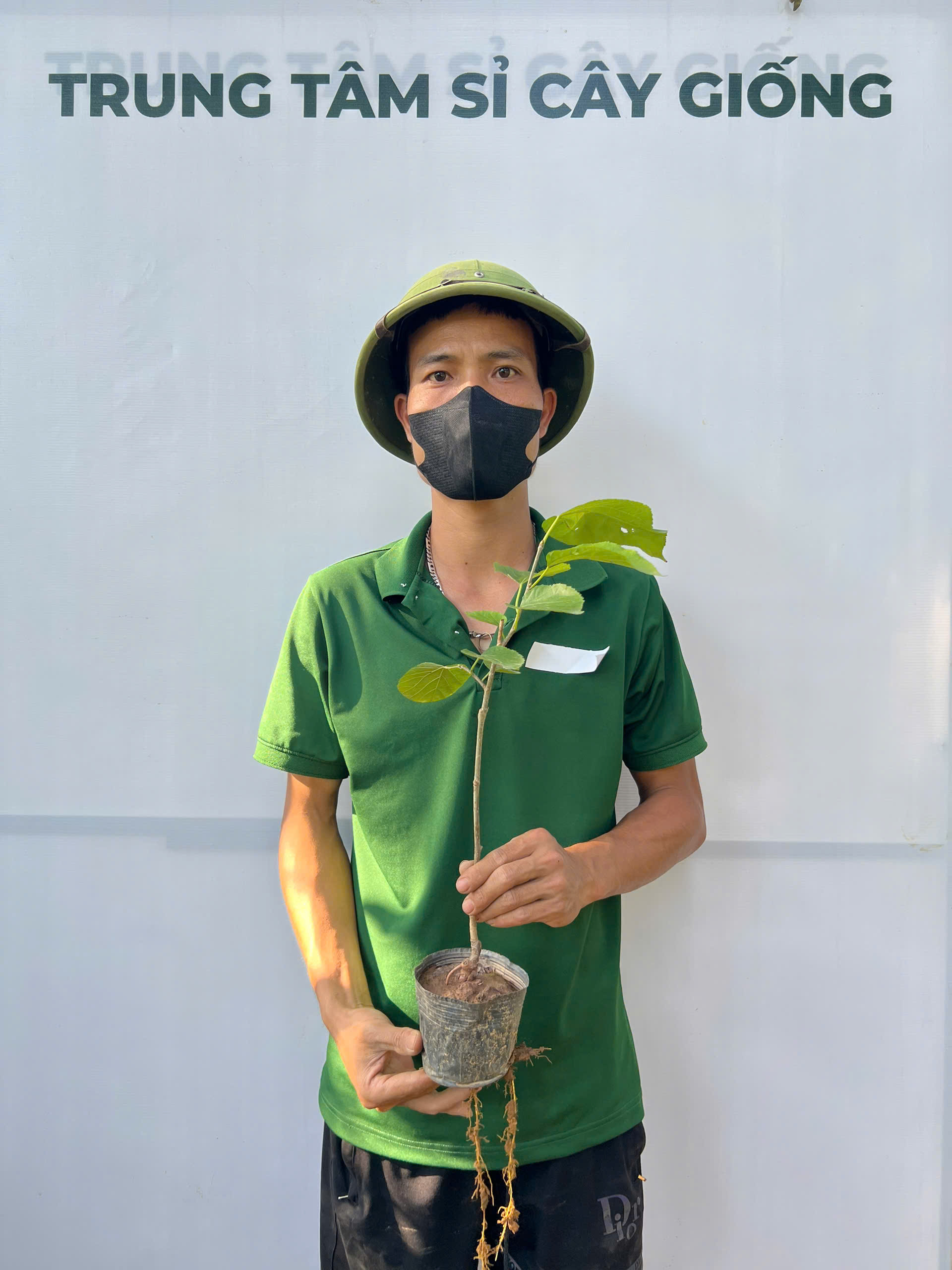 Dâu Đài Loan cao 30-40cm PT79 CALATA_thumbnail_1