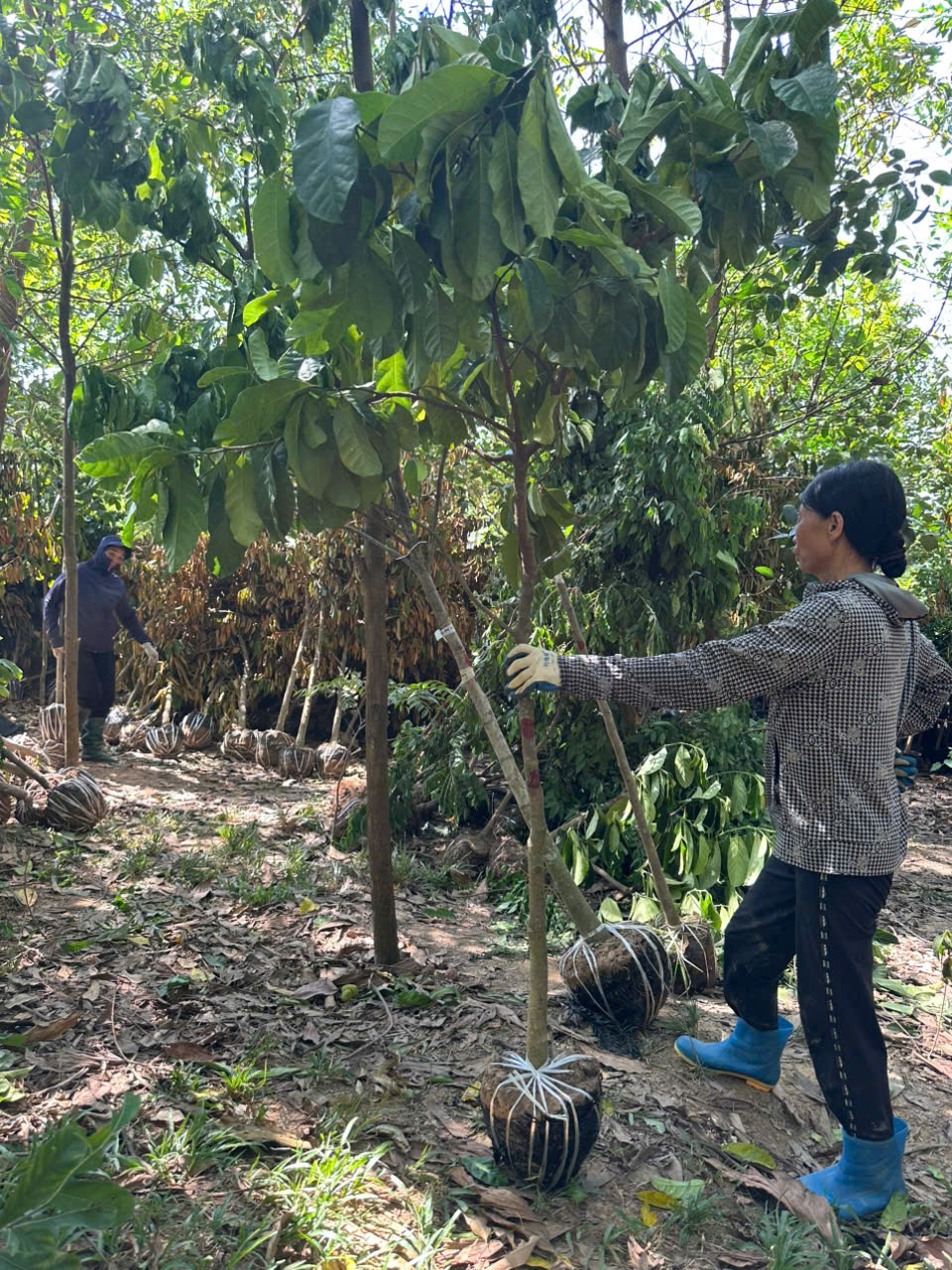 Chay ruột đỏ cao 1,7-2,2m PT285A CALATA
