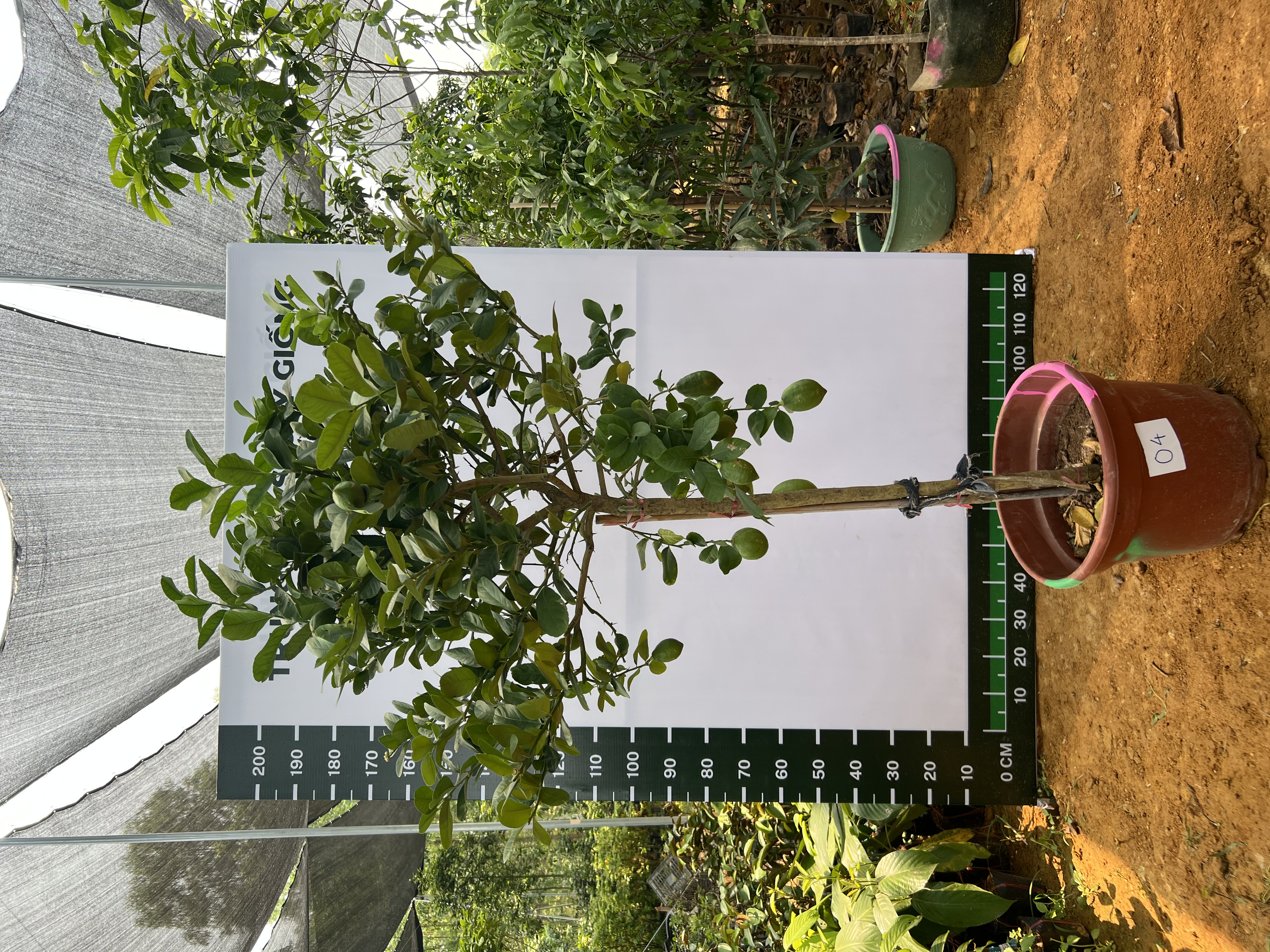 Chanh vàng mỹ cao 2-2.5m PT166 CALATA_thumbnail_3